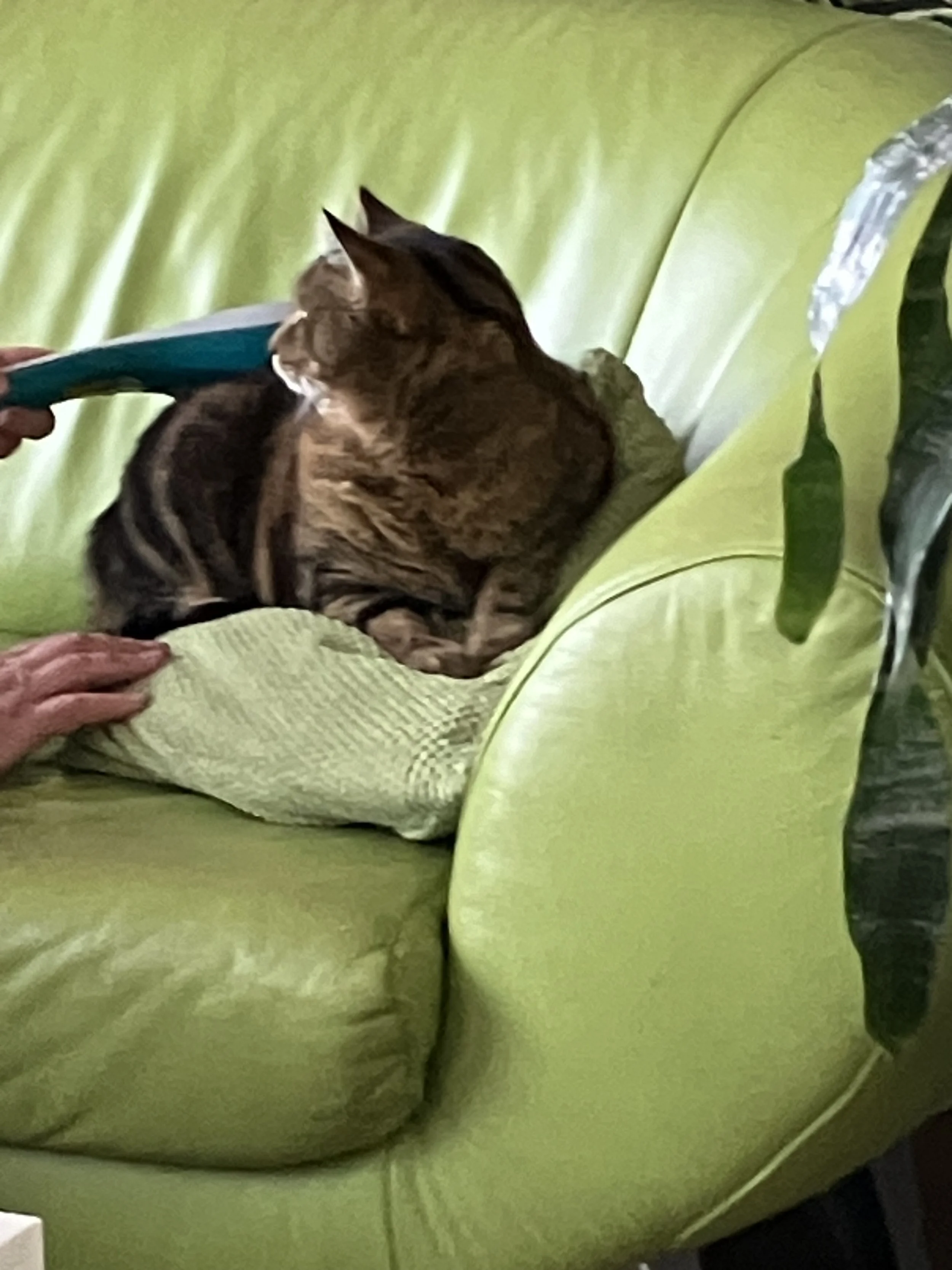 Lasertherapie-Katze-Schmerzlinderung-HundeJahre-Velten