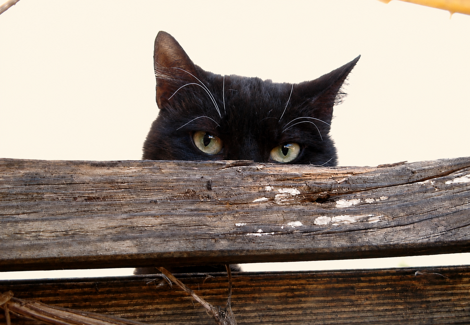 Katzen-Physiotherapie-HundeJahre-Velten