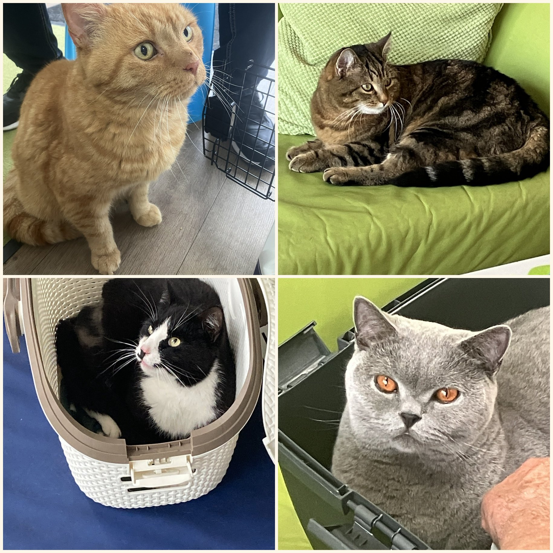 Katzenphysiotherapie-Patienten-HundeJahre-Velten