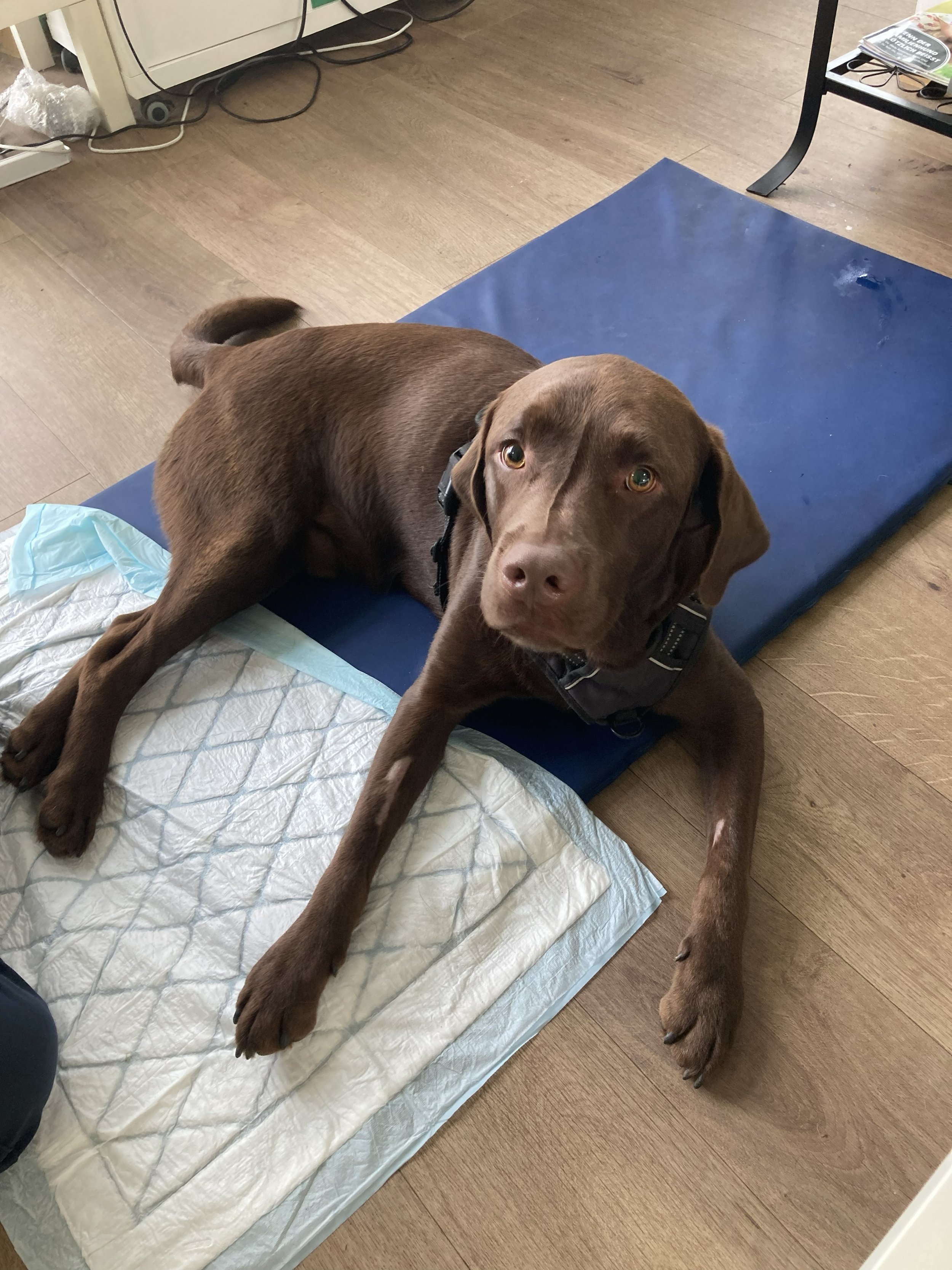 Polyradikuloneuritis-Hund-Ruhephase-HundeJahre-Velten