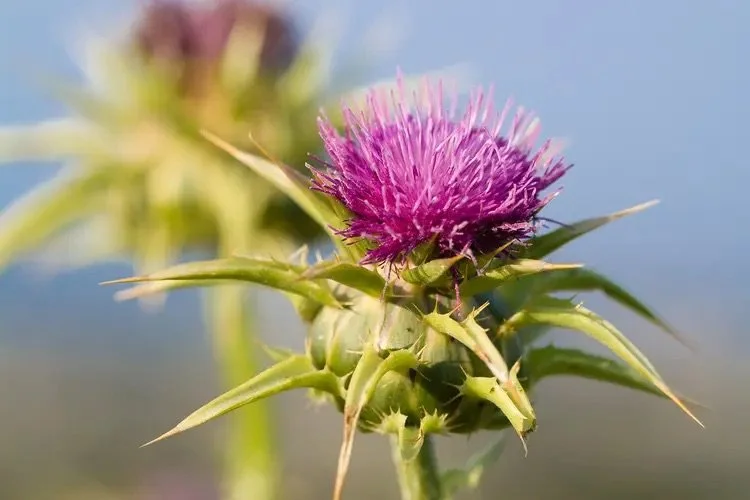 Liver Supporting Herbs