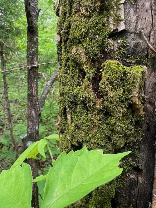 Picture of a tree trunk with moss and leaves