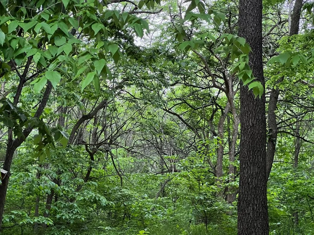 Forest Therapy @ Hillsdale State Park