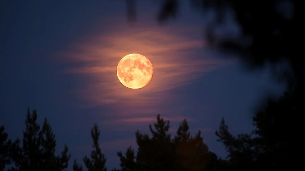Moonful Forest Bathing