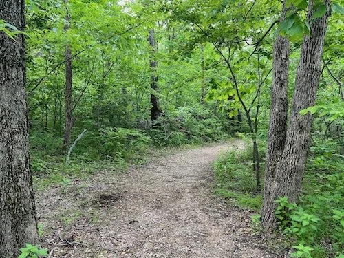 Forest Therapy @ Hillsdale State Park