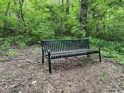 What to expect in your first guided forest bathing experience