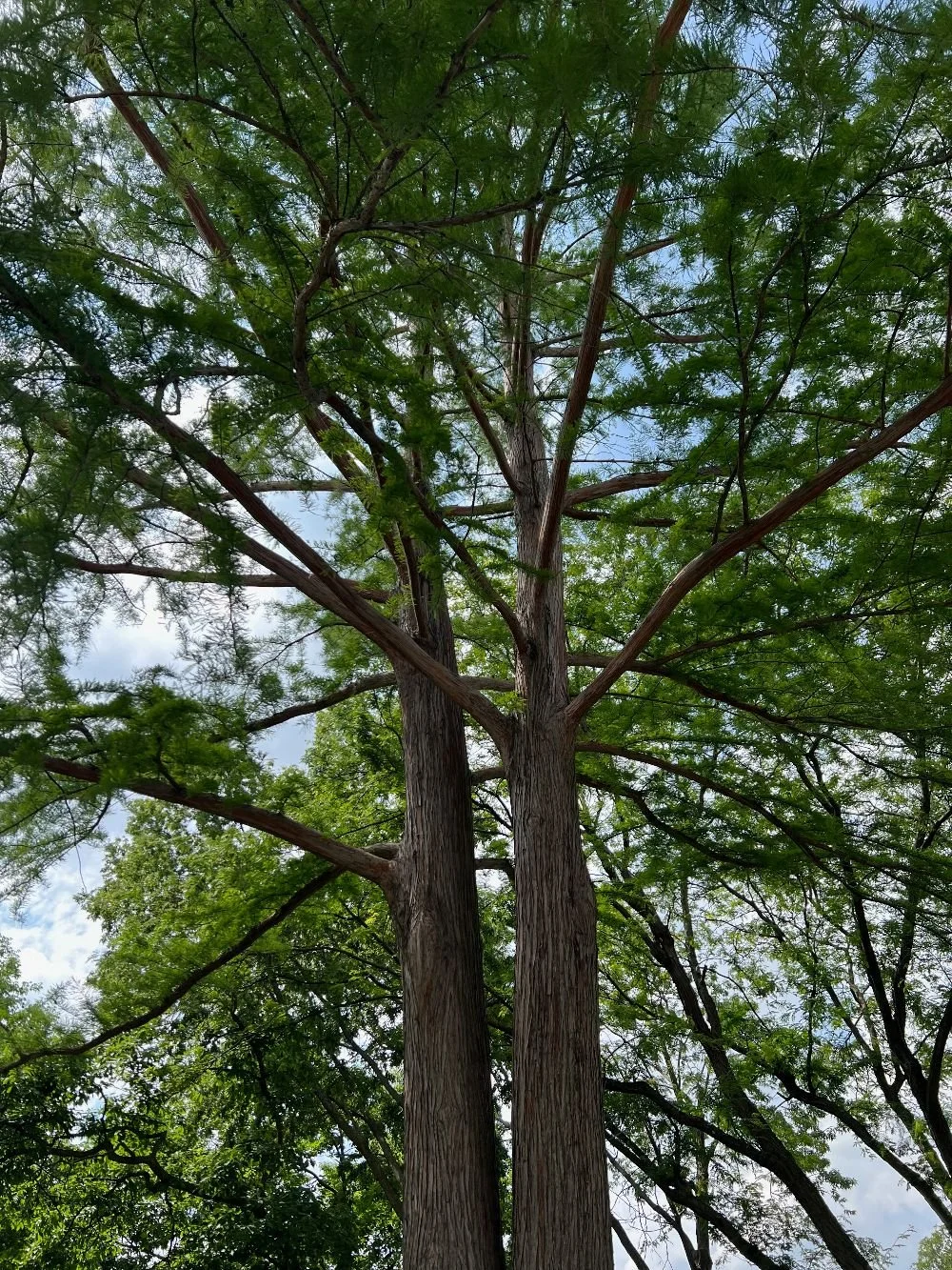 Branches and leaves of the top of a large tree.