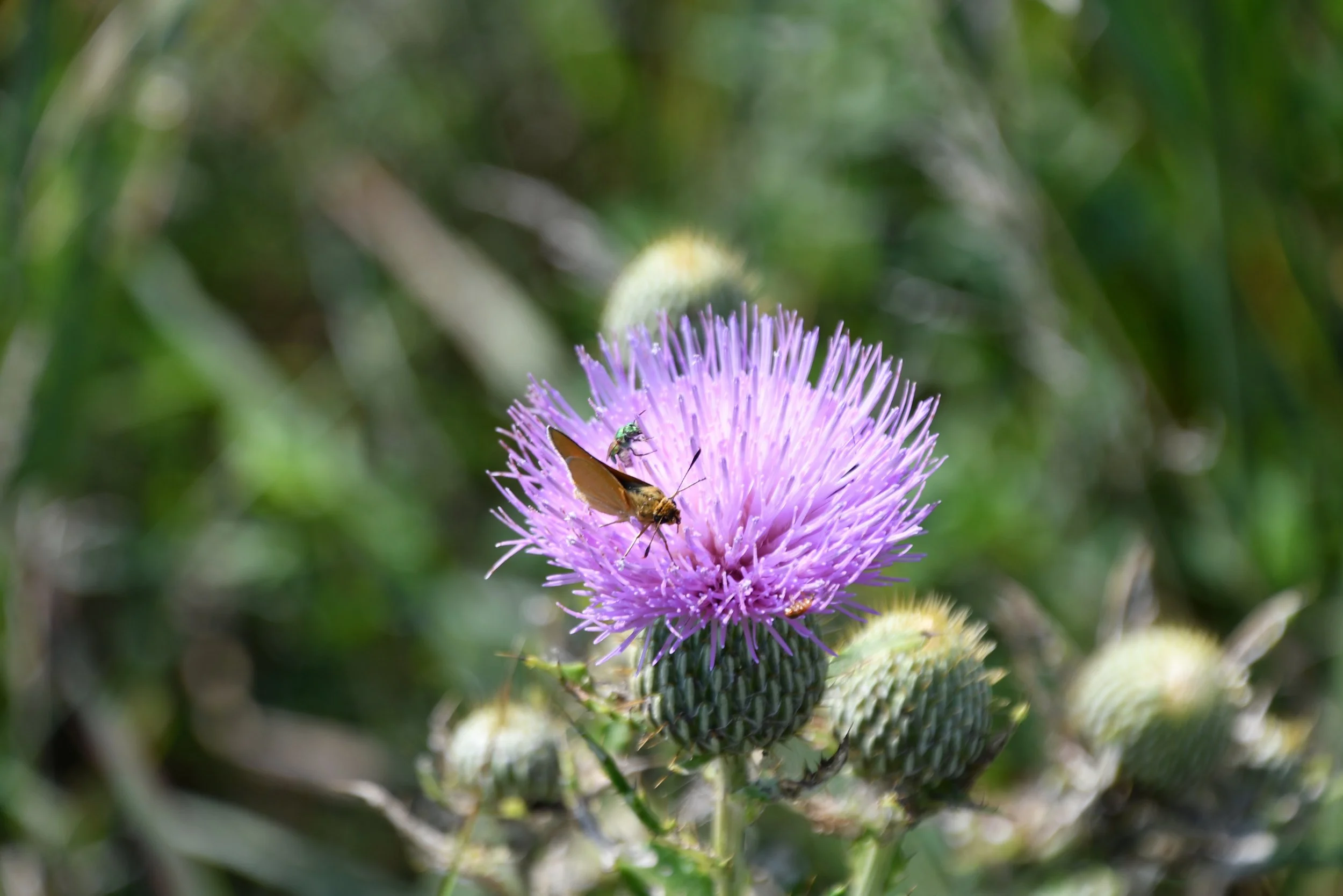 Picture of a small moth on a purple flower bloom