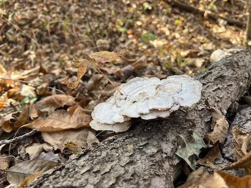Picture of mushrooms growing on a log in Kansas