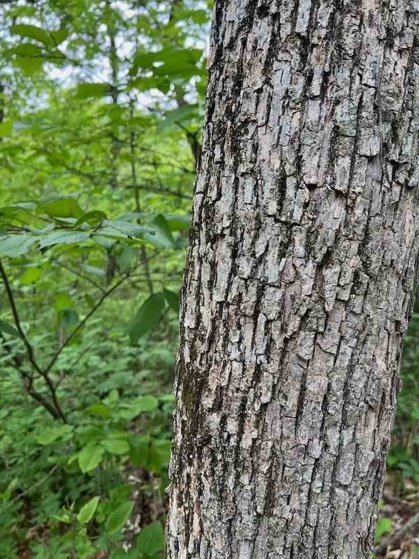 Picture of a tree trunk in front of a woodland in the spring