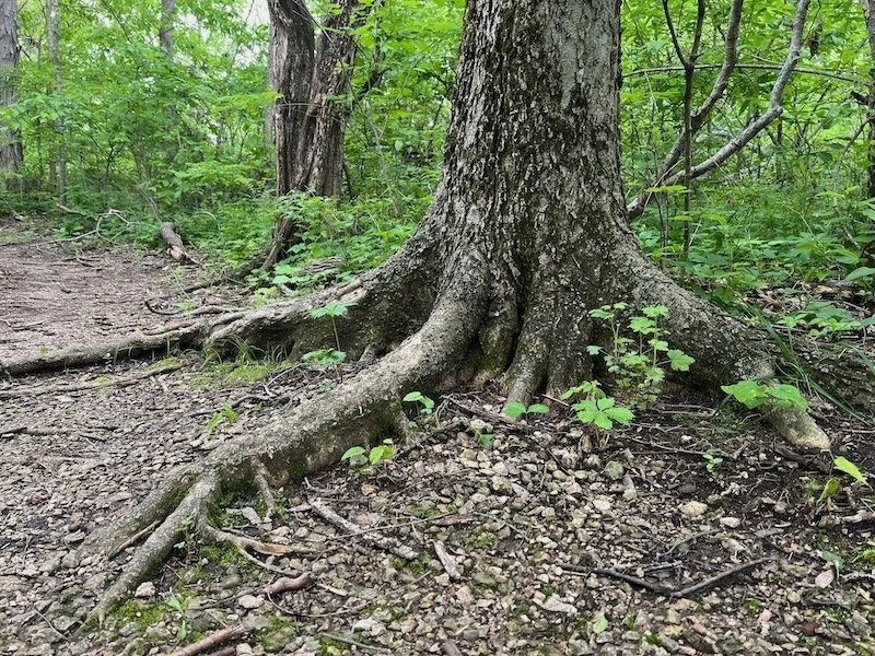 Picture of the roots of a large tree in a Kansas woodland
