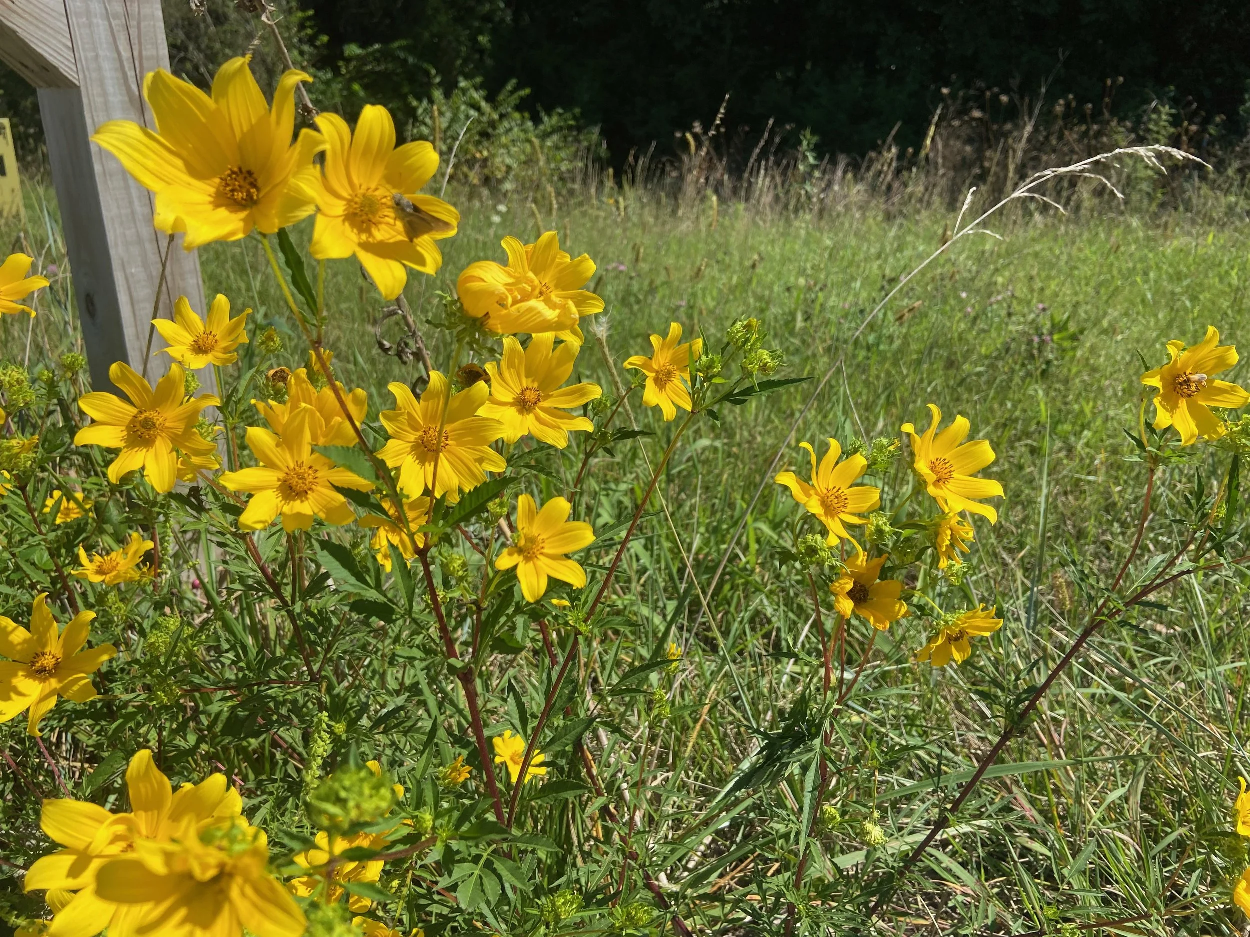Picture of yellow wildflowers in front of tall grasses in Kansas