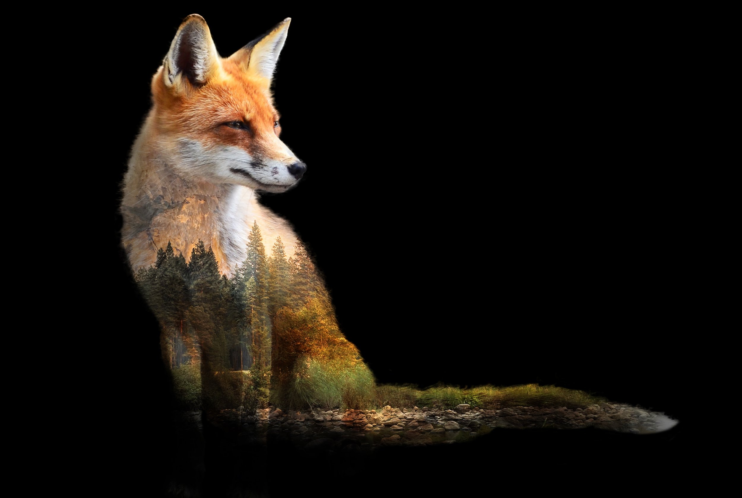 fox_forest.jpg