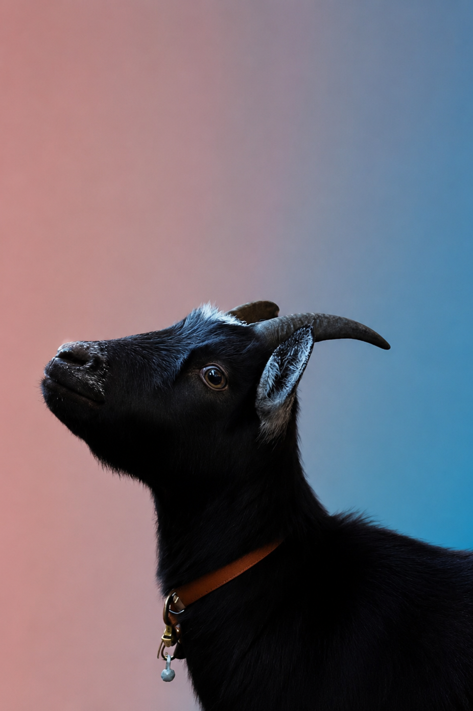 Profil d'une chèvre noire avec des cornes et des oreilles marron, portant un collier en cuir.