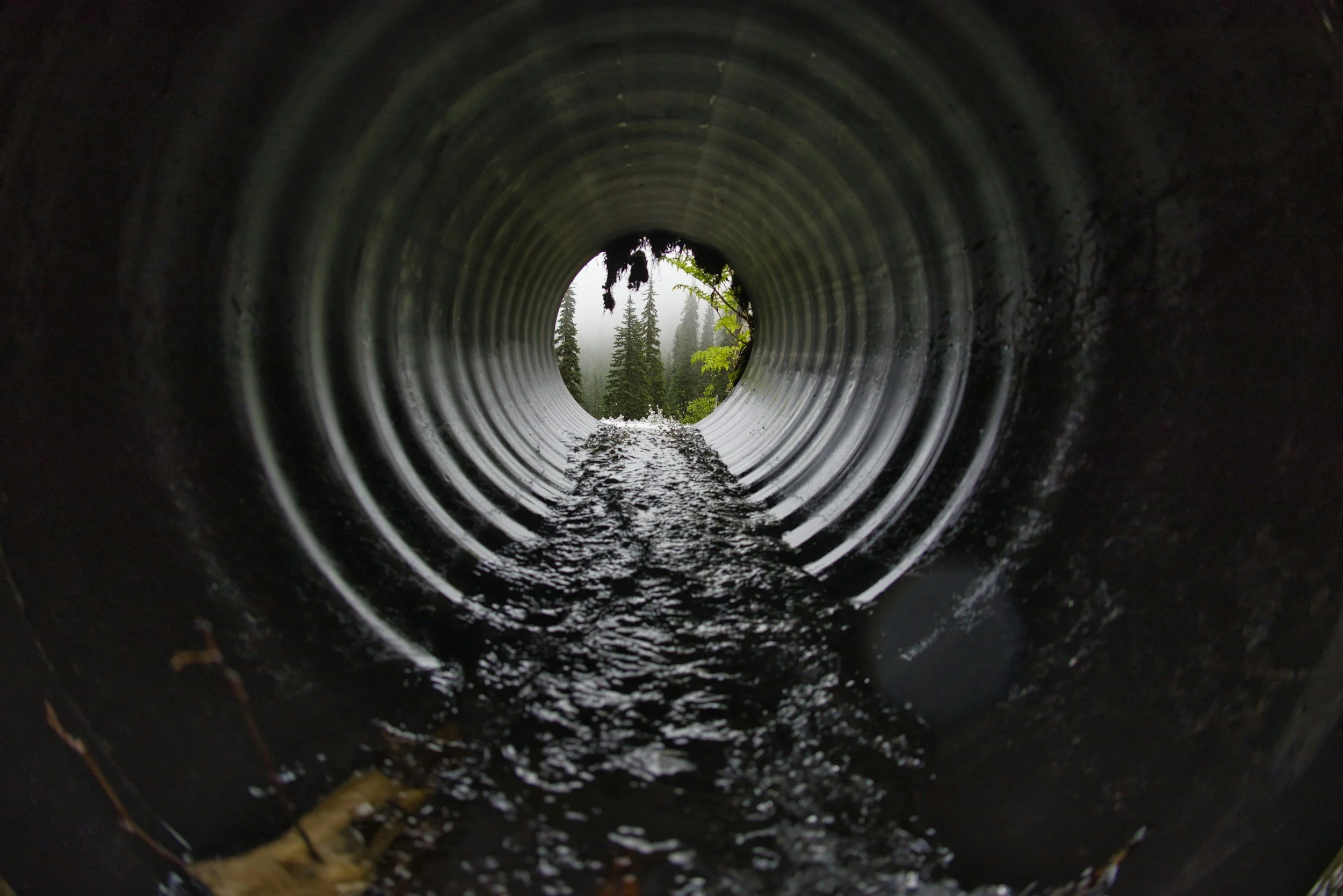 Inside a large metal pipe looking outward at trees and foggy forest background
