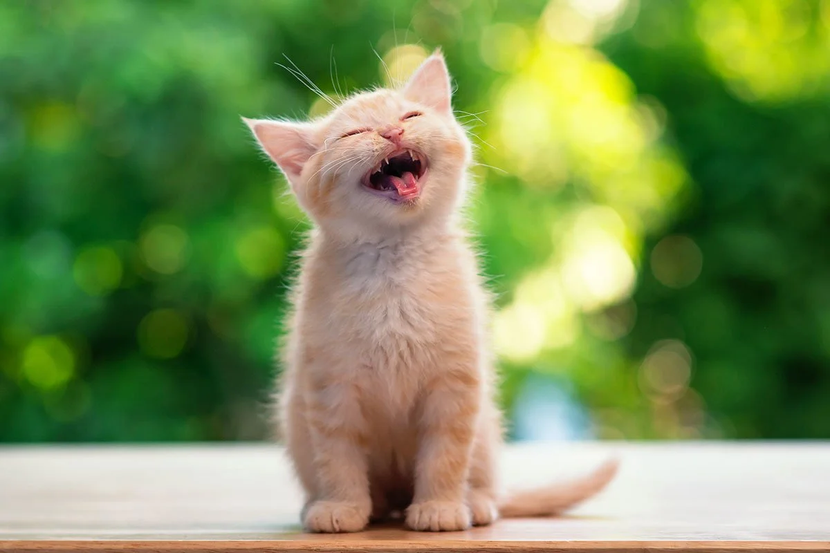 Puppy &amp; Kitten Wellness