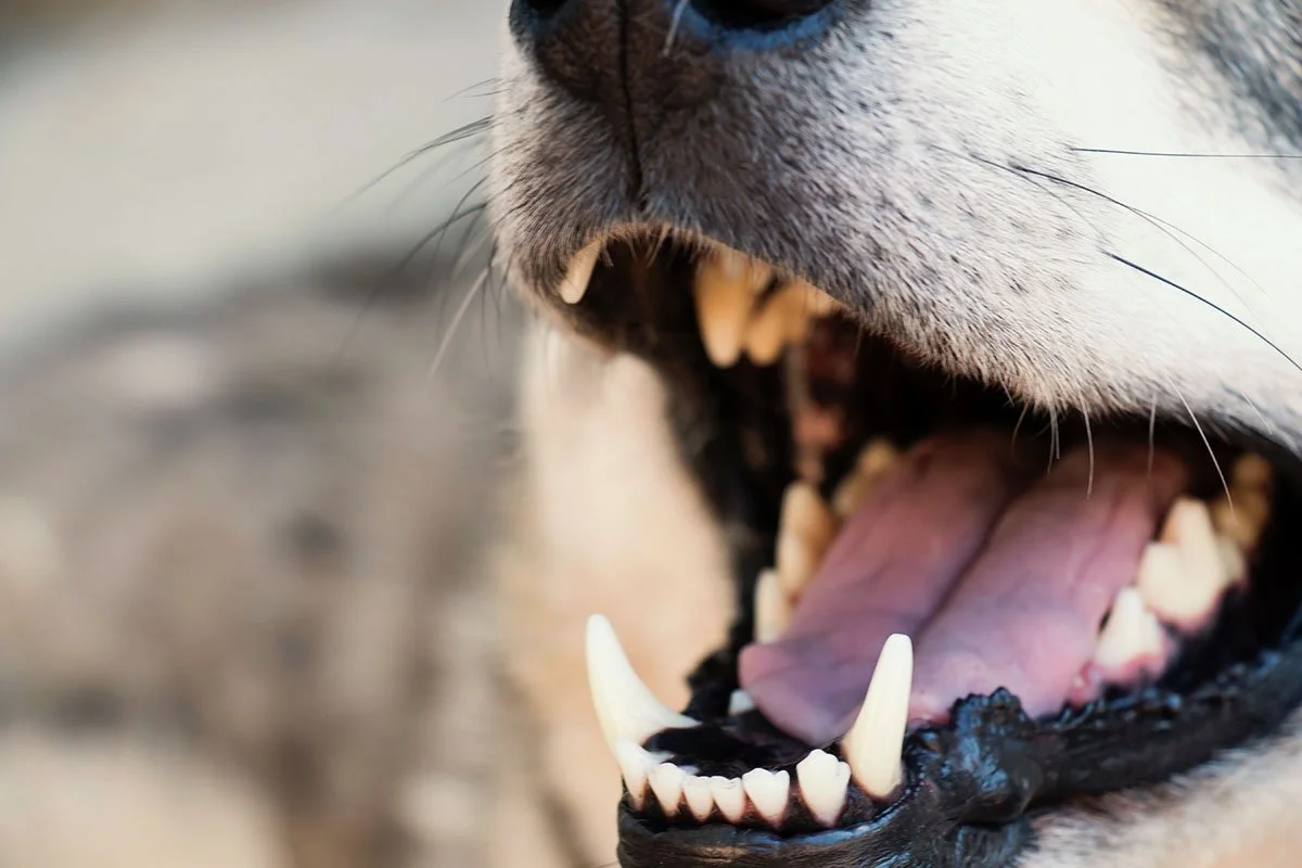 Surgery &amp; Dentistry