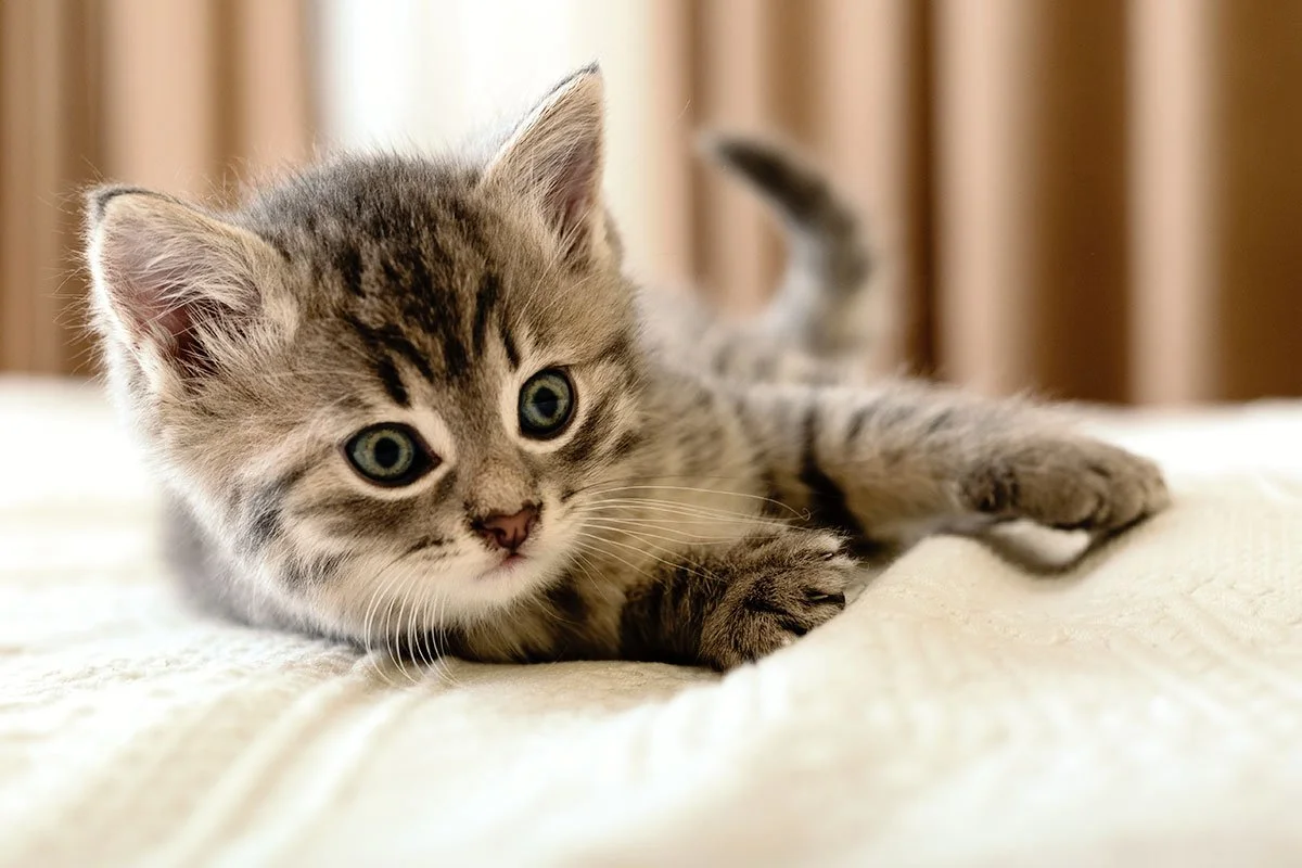 Puppy &amp; Kitten Wellness