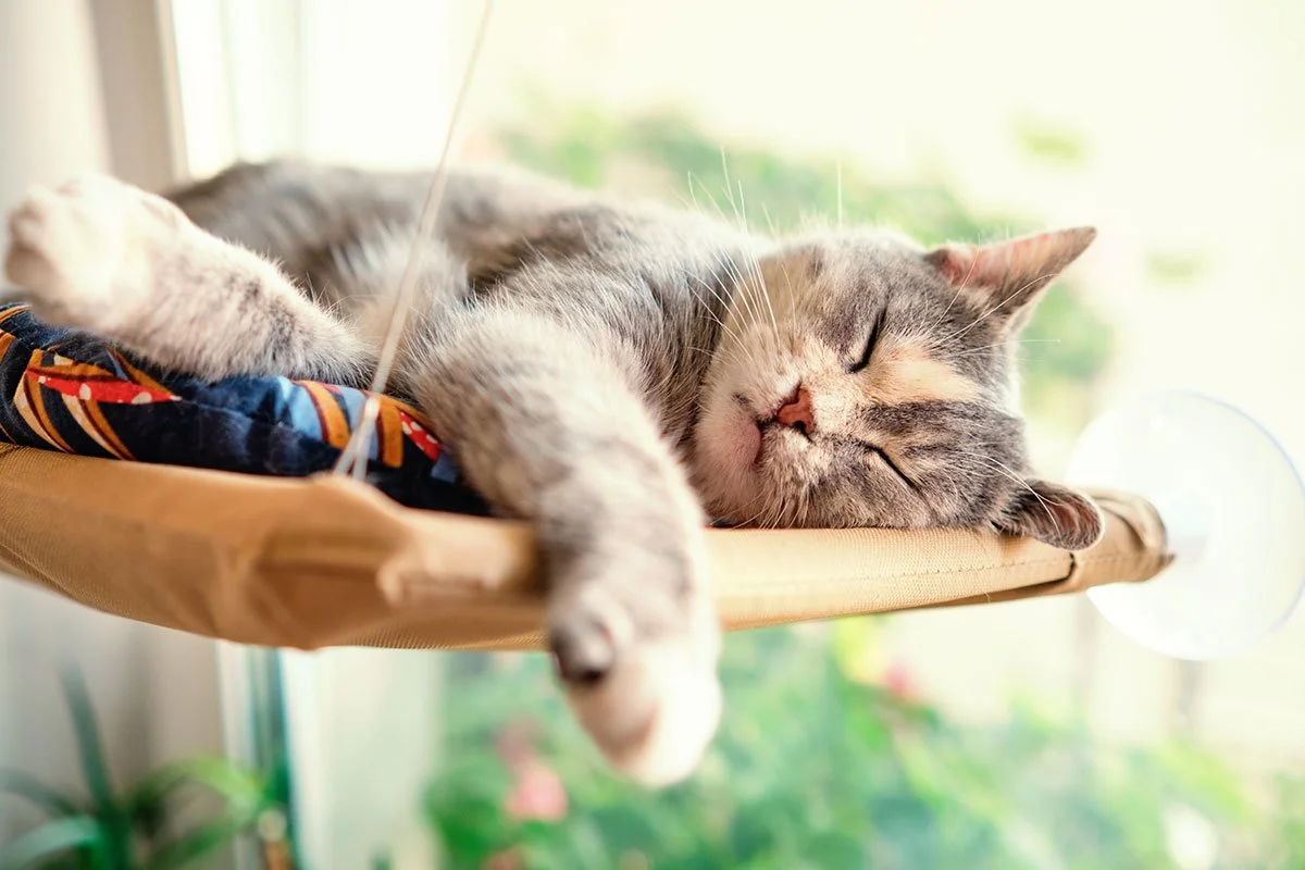 brown and white cat sleeping in hanging swing bed