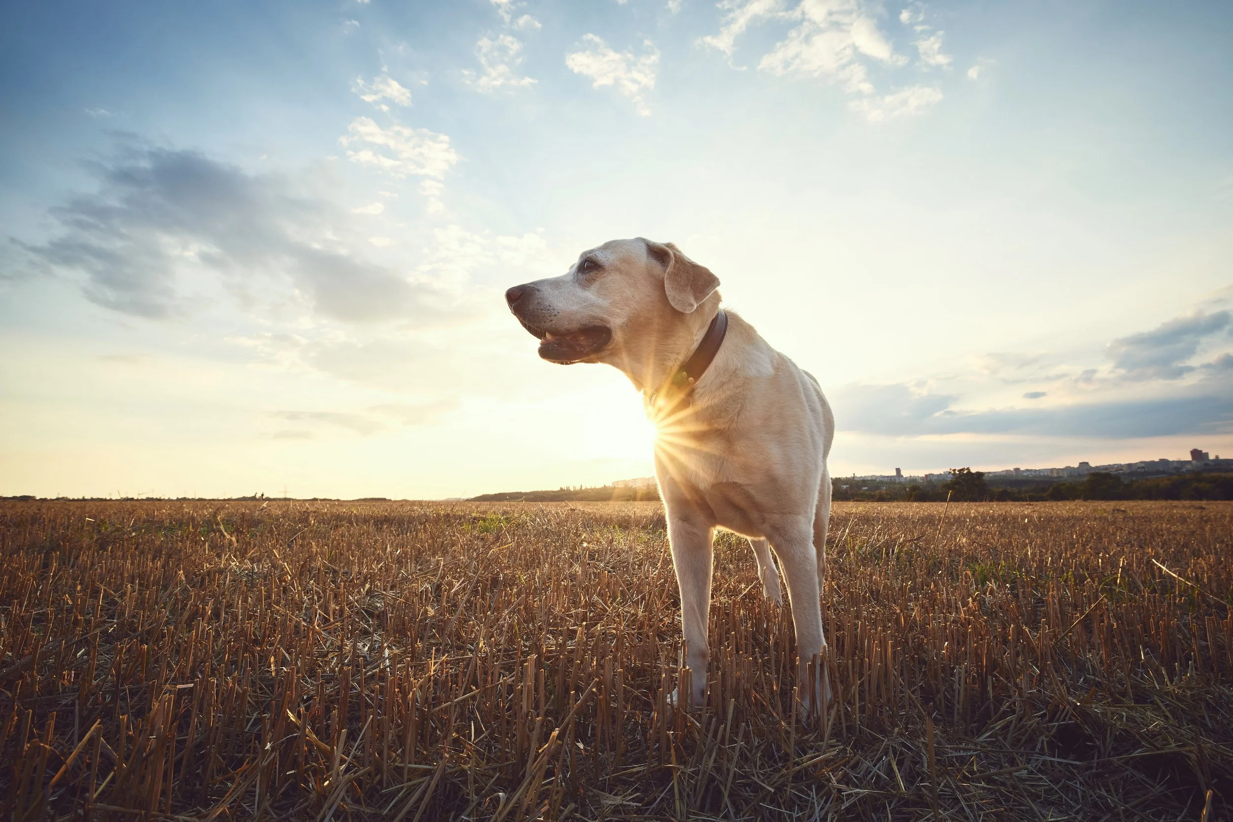 A dog standing in a field during sunset or sunrise, with the sun partially hidden behind the dog, creating a sunburst effect. The sky is partly cloudy with a few clouds visible.
