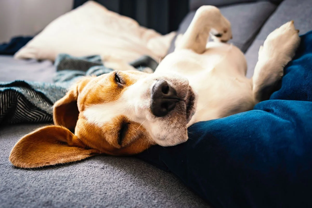 brown and white dog sleeping in a pile of blankets