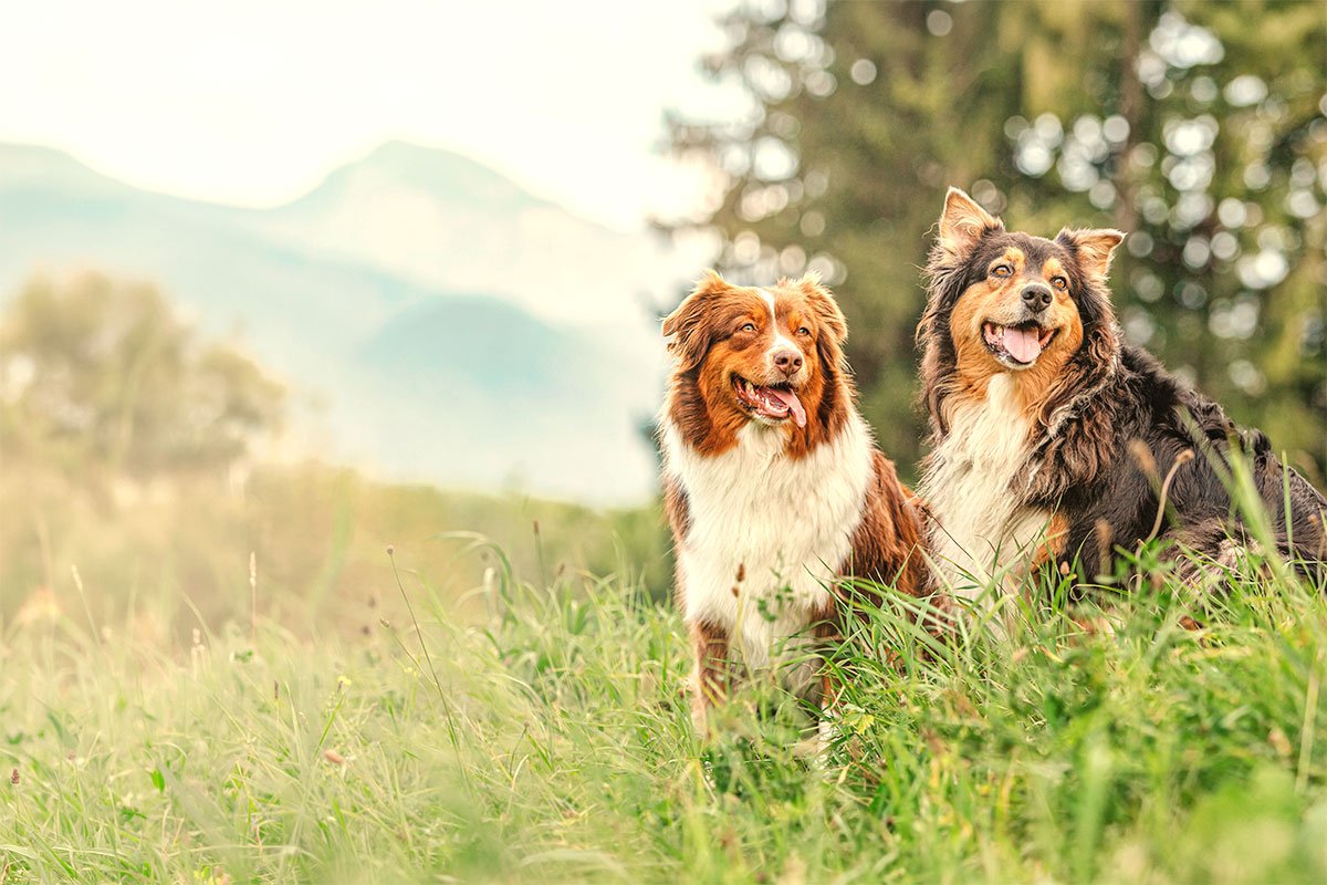 Two dogs sitting in a grassy field with mountains and trees in the background.