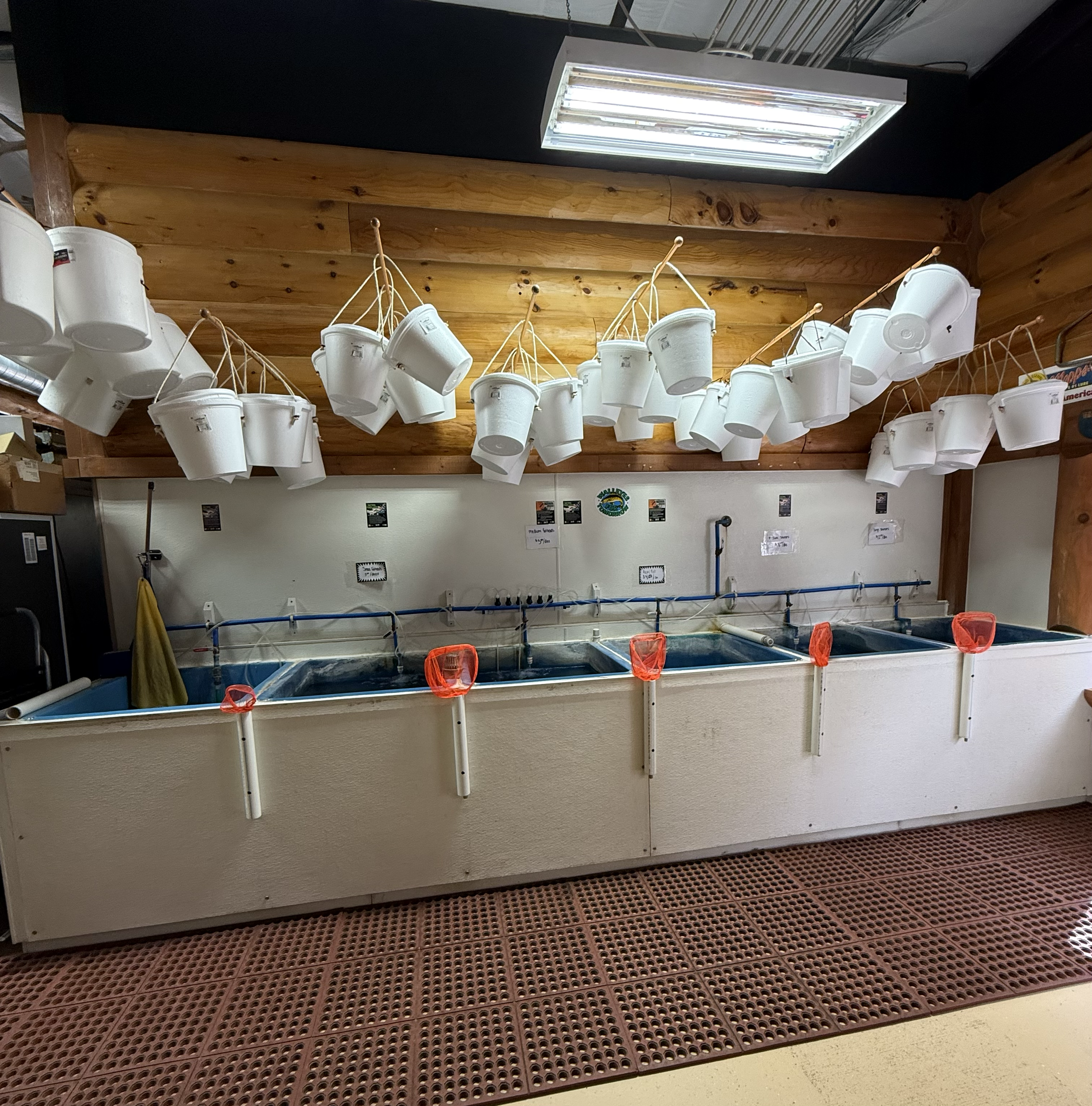 View of a ceiling with a fluorescent light fixture, hanging white buckets, and a counter with orange mesh baskets, situated above a large tank or display area, and a floor made of reddish-brown rubber matting.