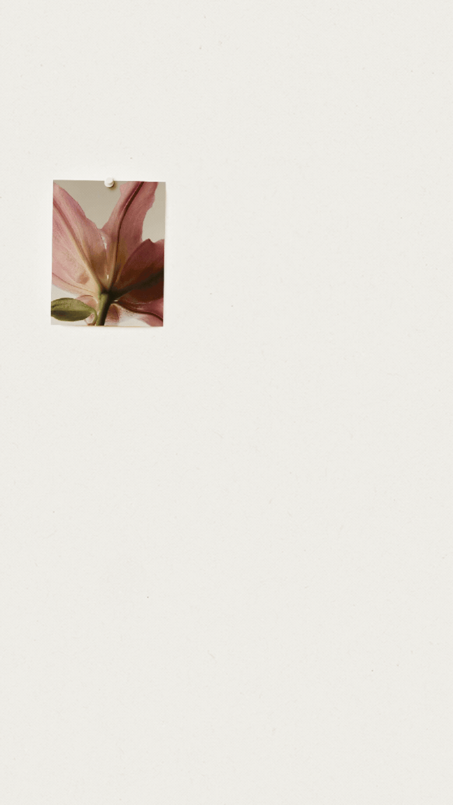 A close-up photograph of a pink lily flower with a green seed pod on a white background.