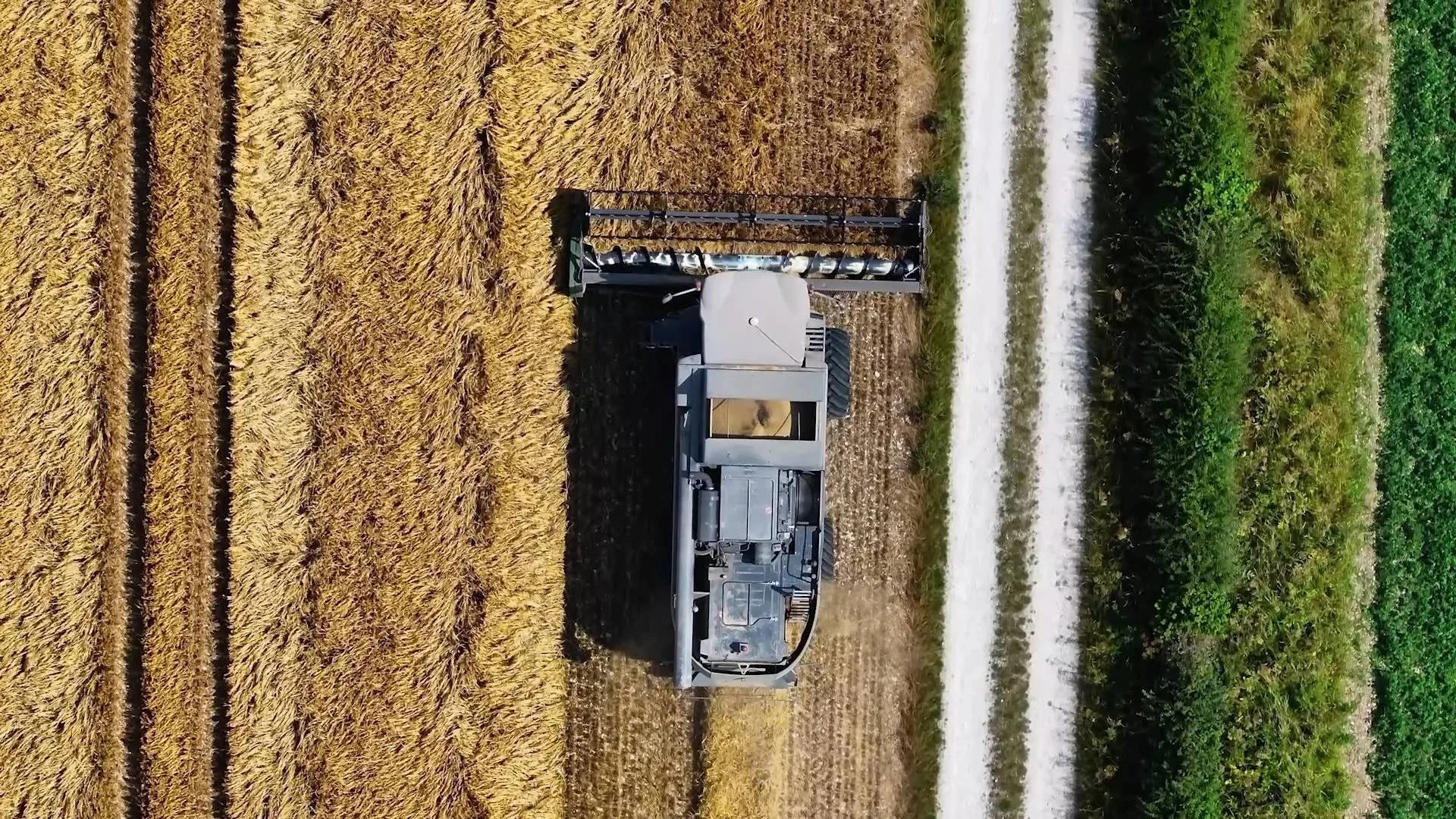 An agricultural harvester operating in a field of tall, golden wheat with green crops and trees in the background.