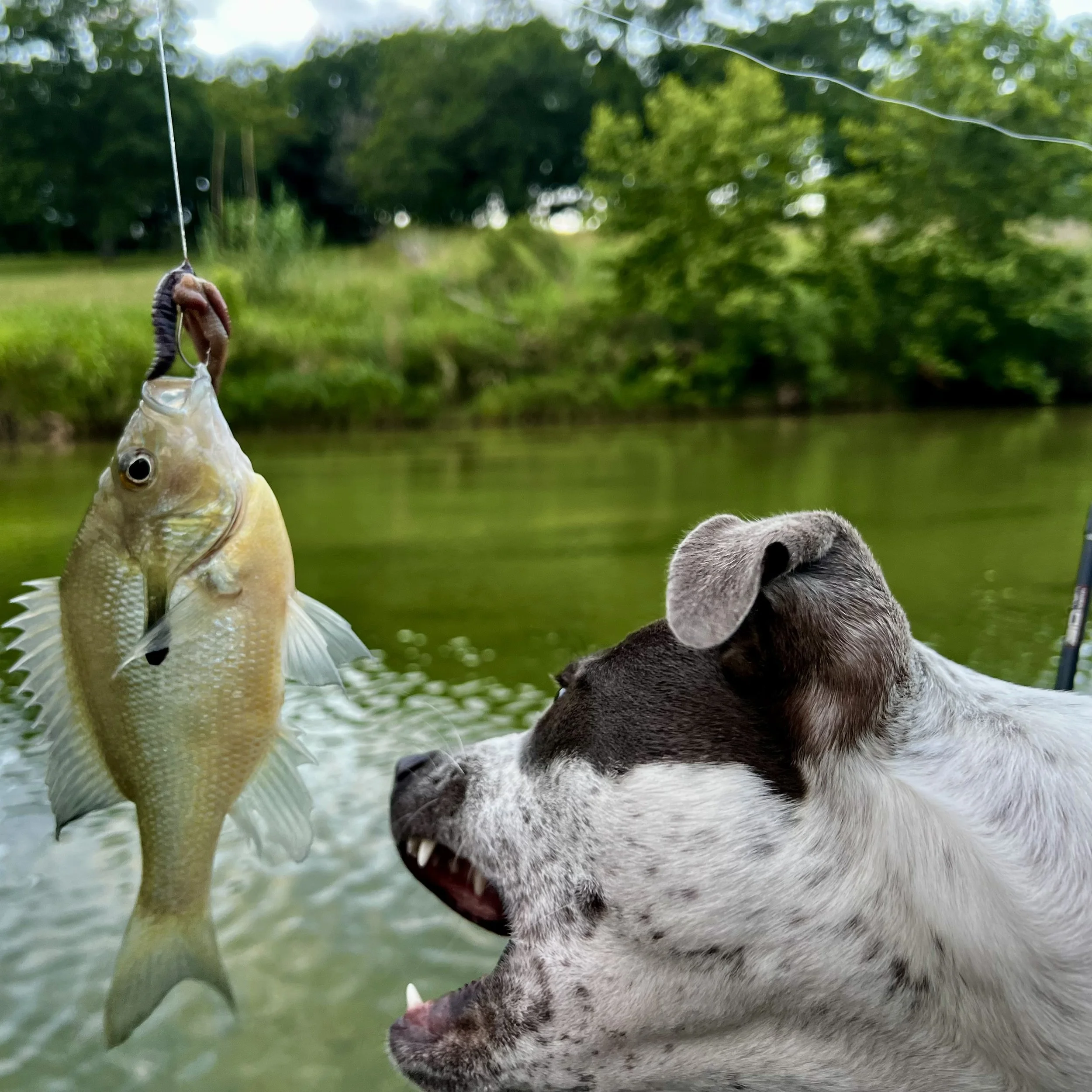 Kayak River Fishing With A Dog