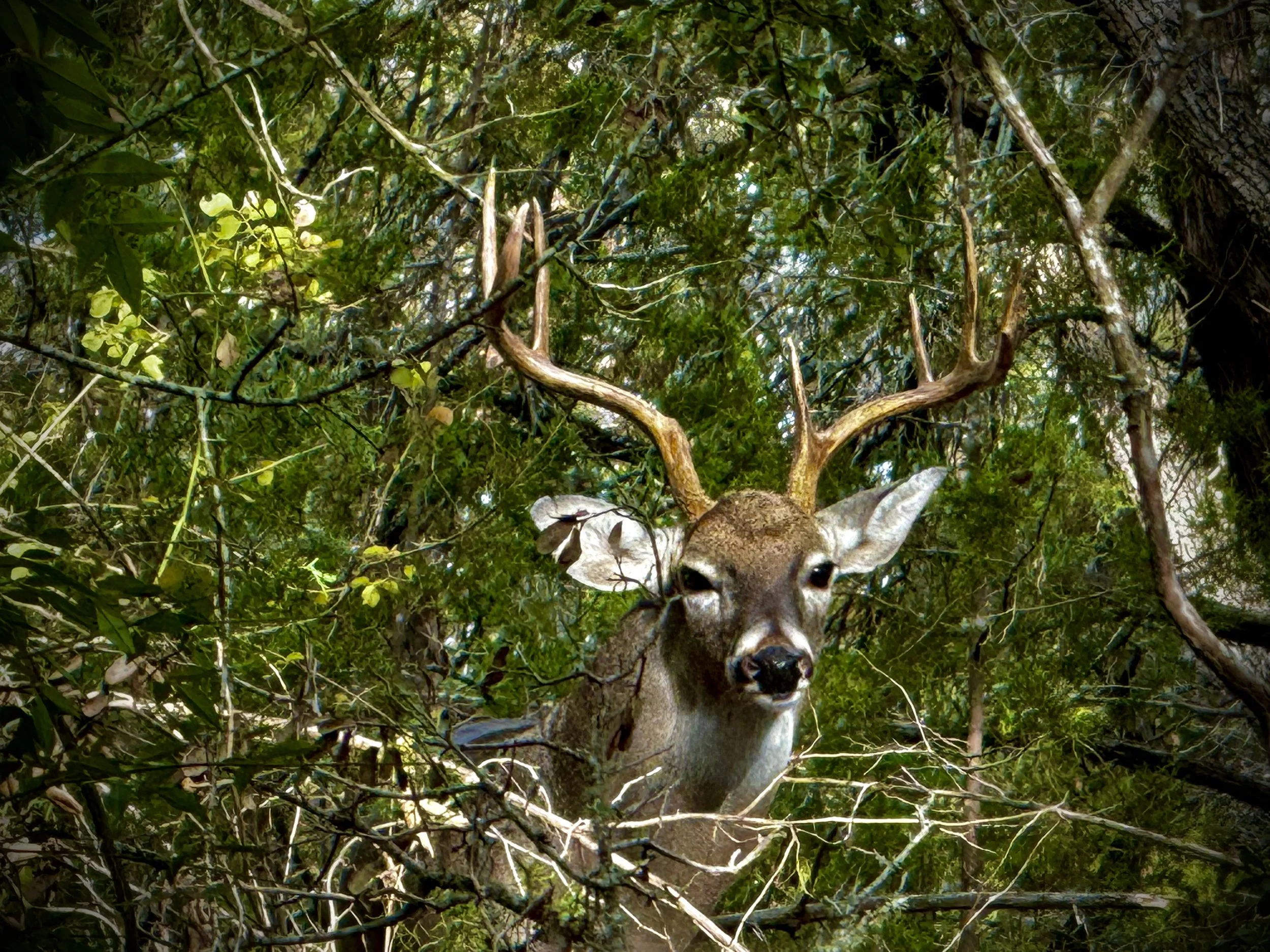 Seven Point Whitetail Buck In Rut