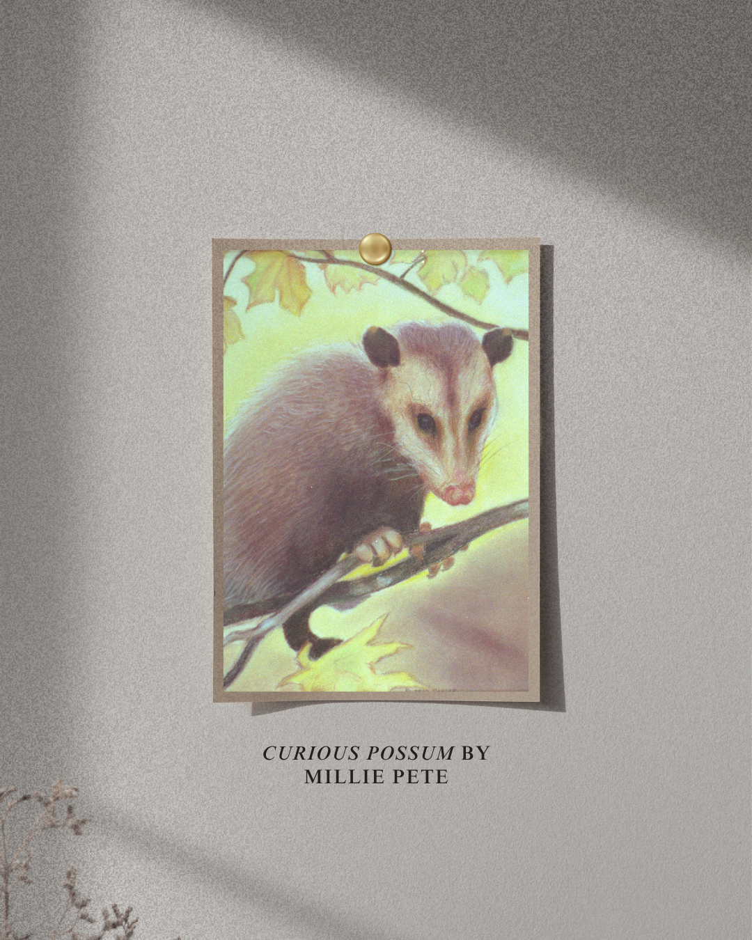 Curious Possum
