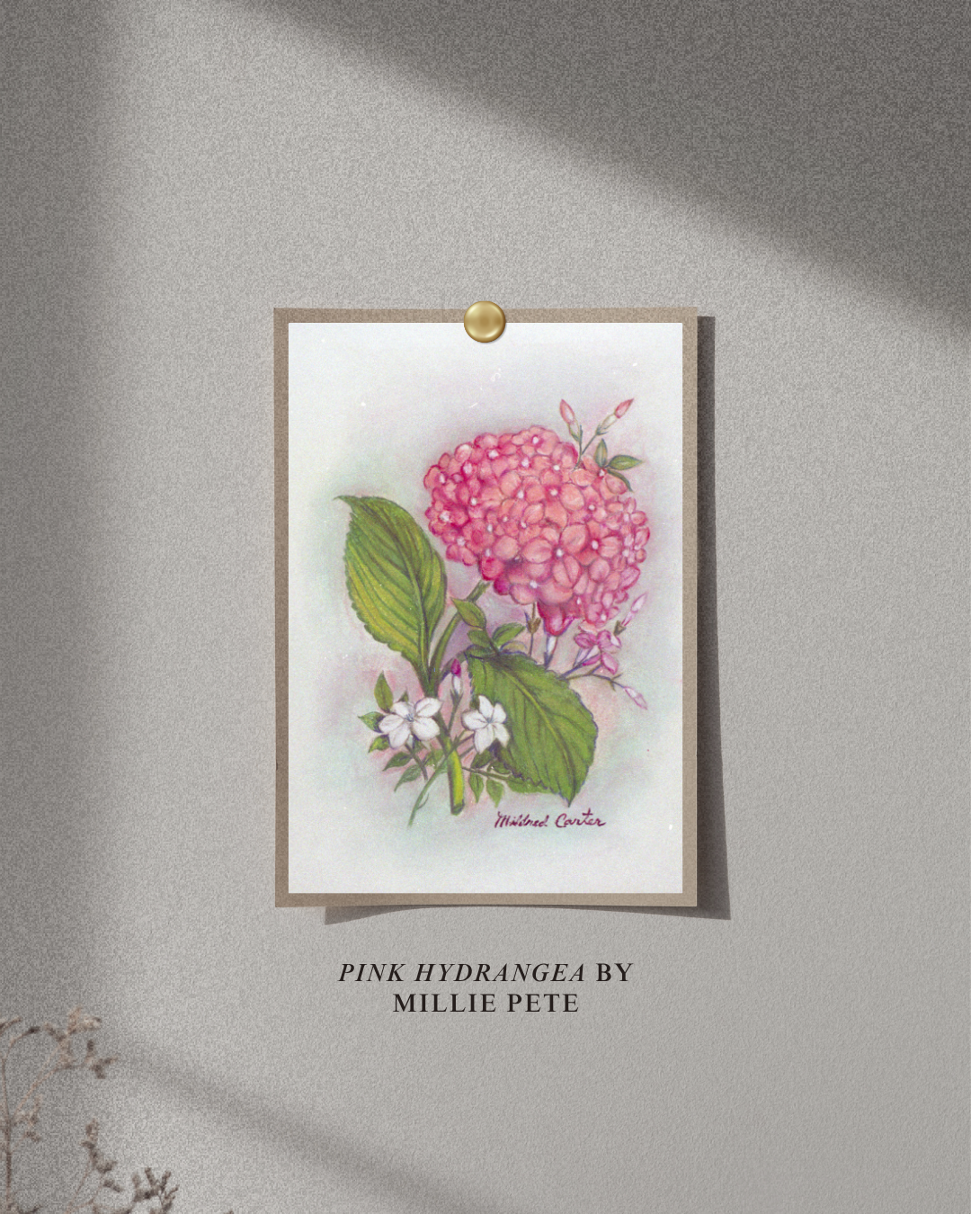 Pink Hydrangea