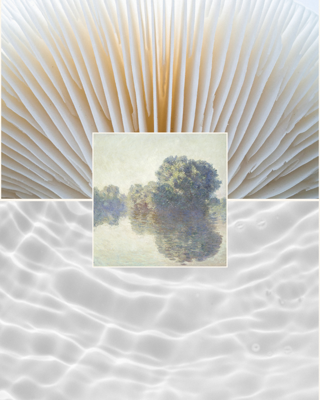 Close-up of the pages of a folded book, with a smaller image of trees reflected in water overlayed in the center.