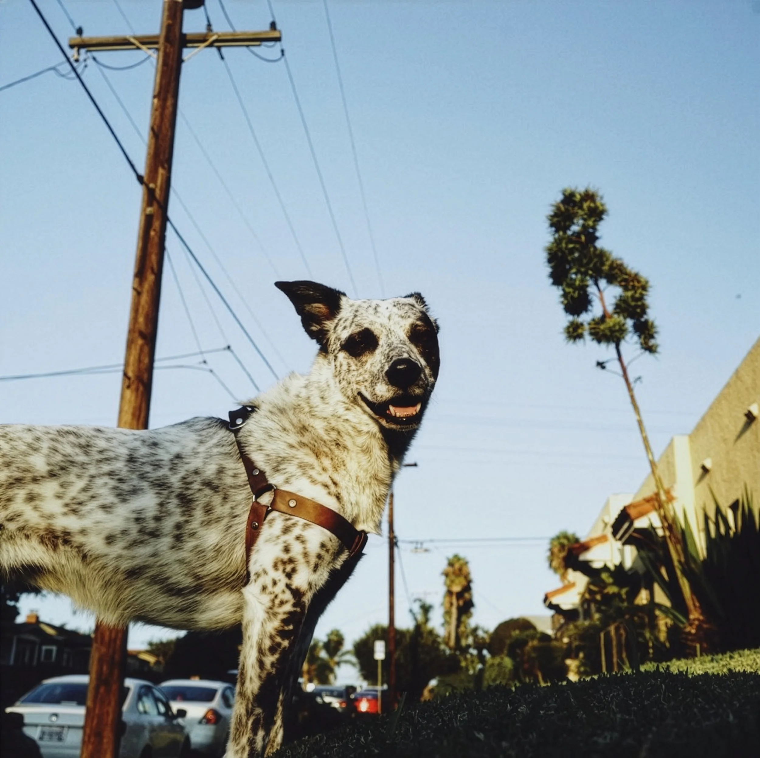 A black and white dog with a coat collar standing outdoors during daytime, with a wooden utility pole, power lines, palm trees, and parked cars in the background.
