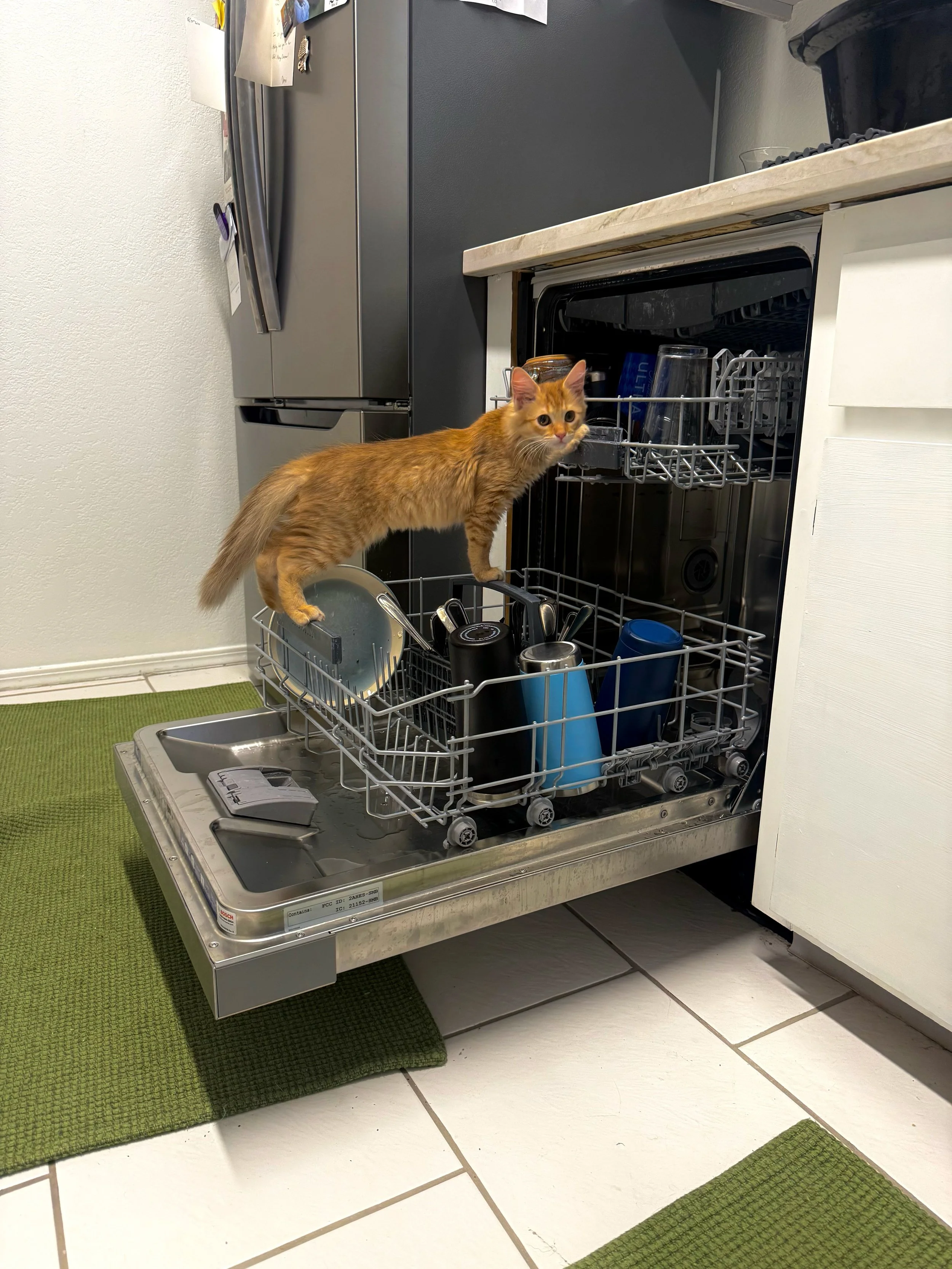 An orange tabby kitten standing inside an open dishwasher, looking out with a curious expression. The dishwasher is located under a kitchen counter with various kitchenware inside, and the scene includes tiled flooring and green rugs.