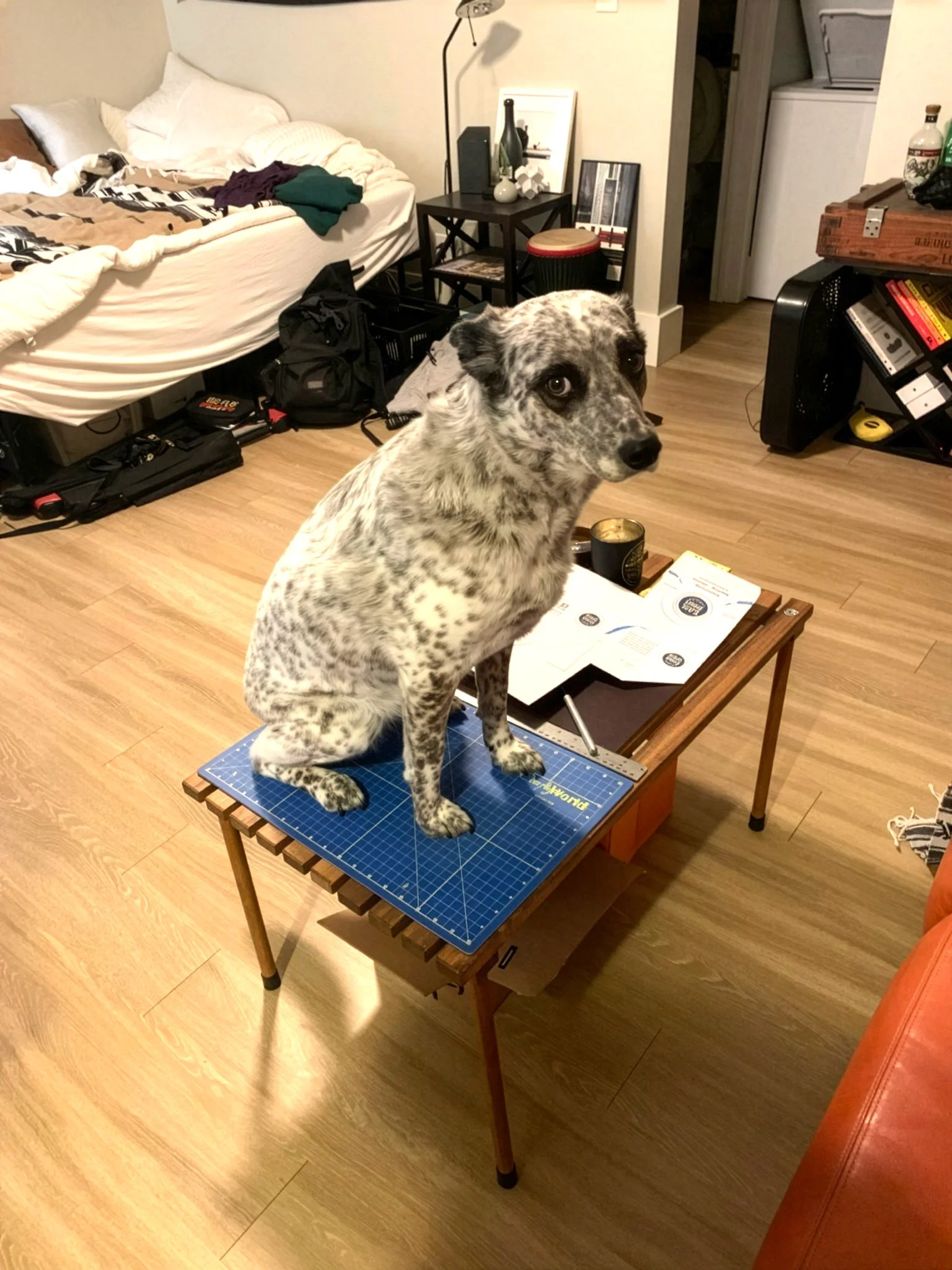 A dog with a black and white spotted coat sitting on a small blue cutting mat on a wooden table in a room with wooden flooring, a bed with unmade white bedding and clothes, a black crate, a black backpack, and various household items including books,