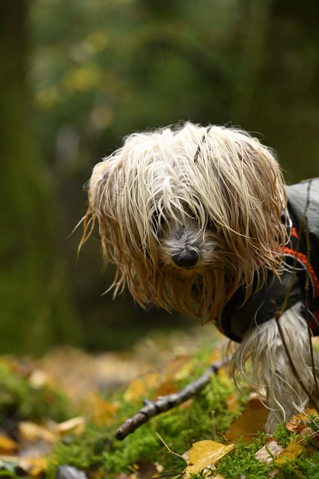 Hundefotografie: Lucky mit nassem, zotteligem Fell im herbstlichen Wald.