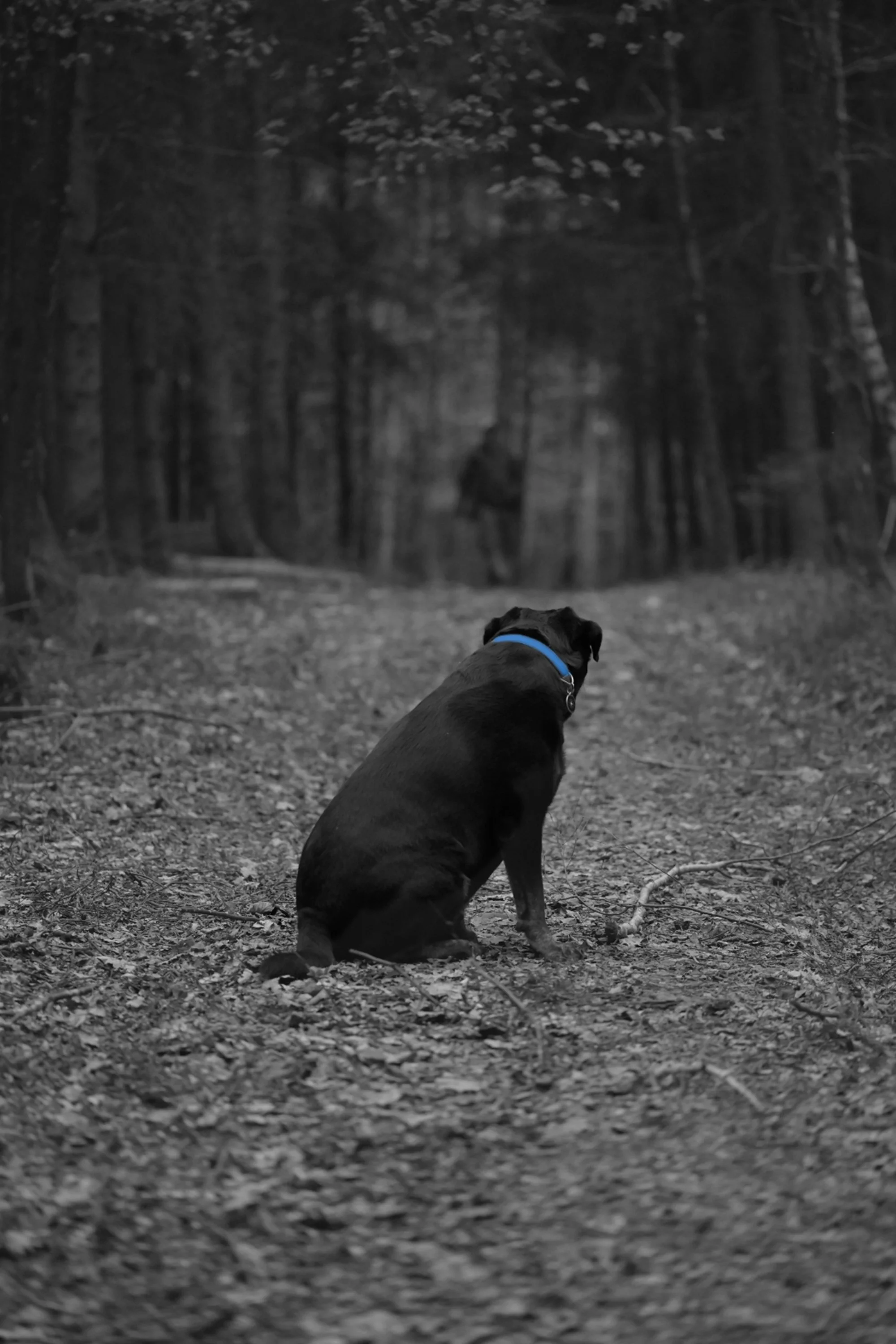 Outdoor-Hundefotografie: Sunny, ein schwarzer Hund mit blauem Halsband, auf einem Waldweg im Training.