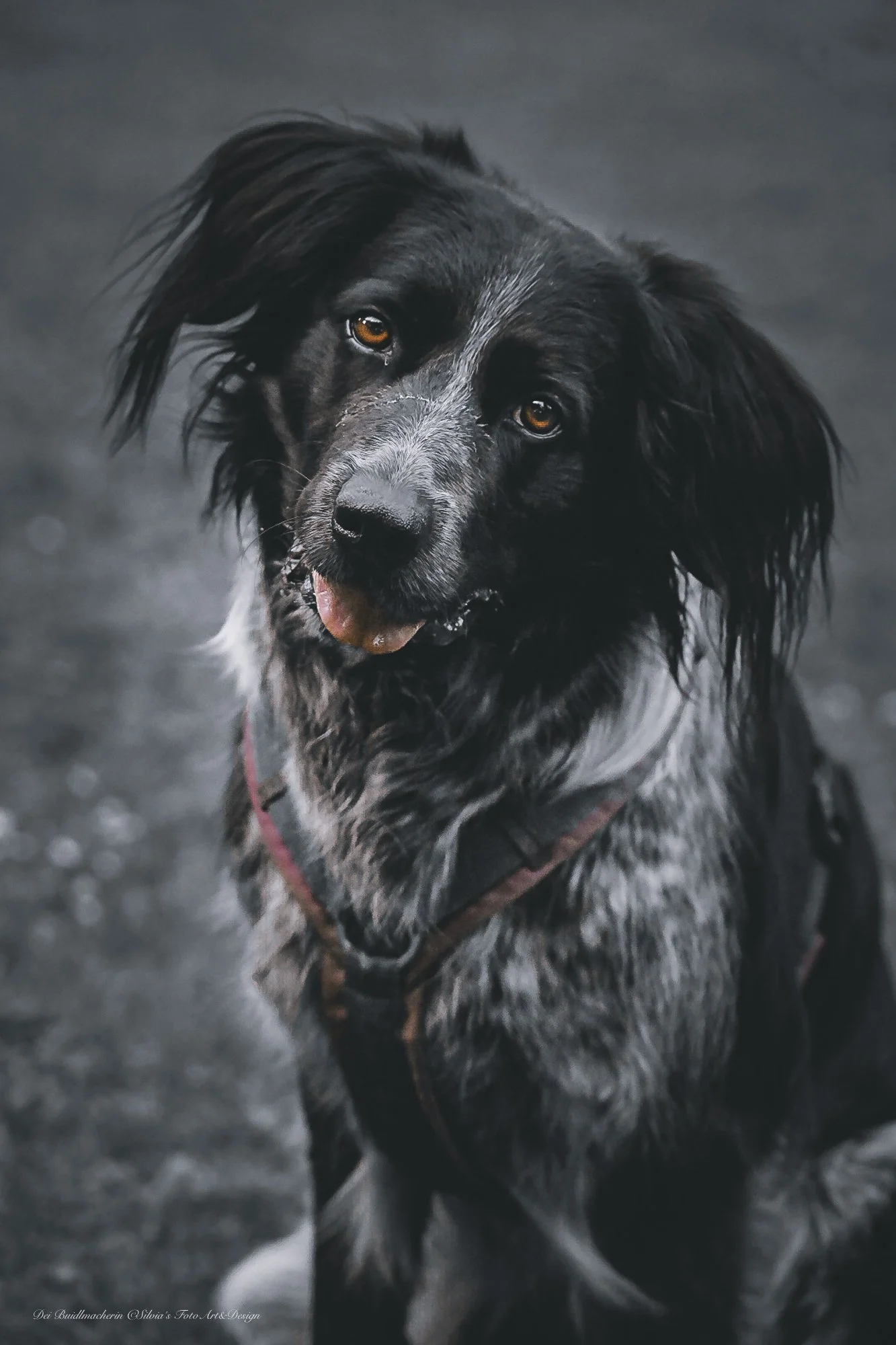 Hundeshooting von Struppi , eines schwarz-weißen, langhaarigen Hundes mit braunen Augen und rotem Halsband