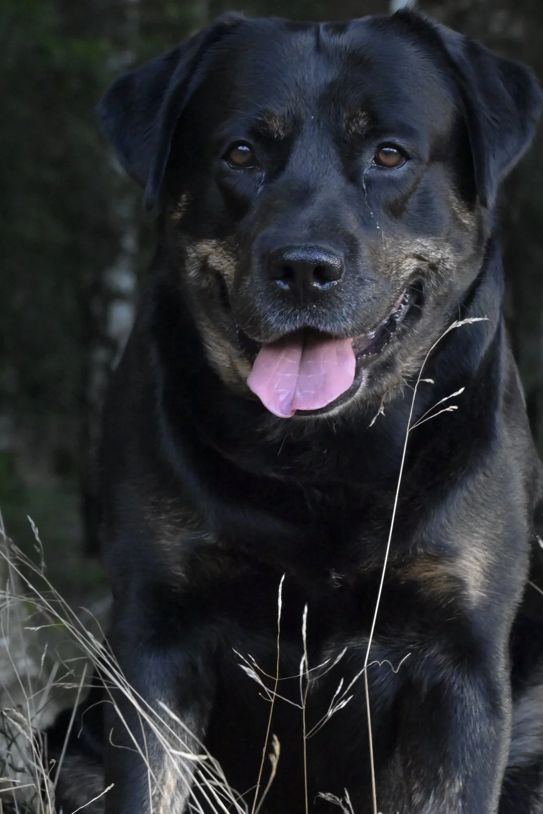 Outdoor-Hundefotografie: Sunny, ein schwarzer Hund mit blauem Halsband, Frontalaufnahme im Wald.