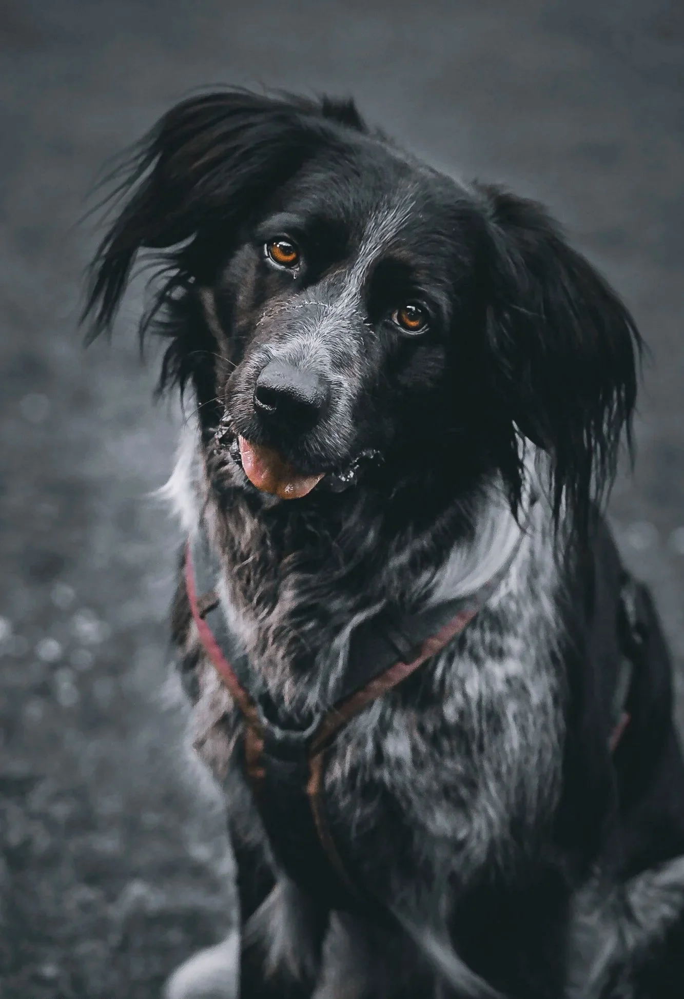 Hundeshooting von Struppi eines schwarz-weißen Hundes mit langem Fell, bernsteinfarbenen Augen und rotem Halsband, in Waging am See