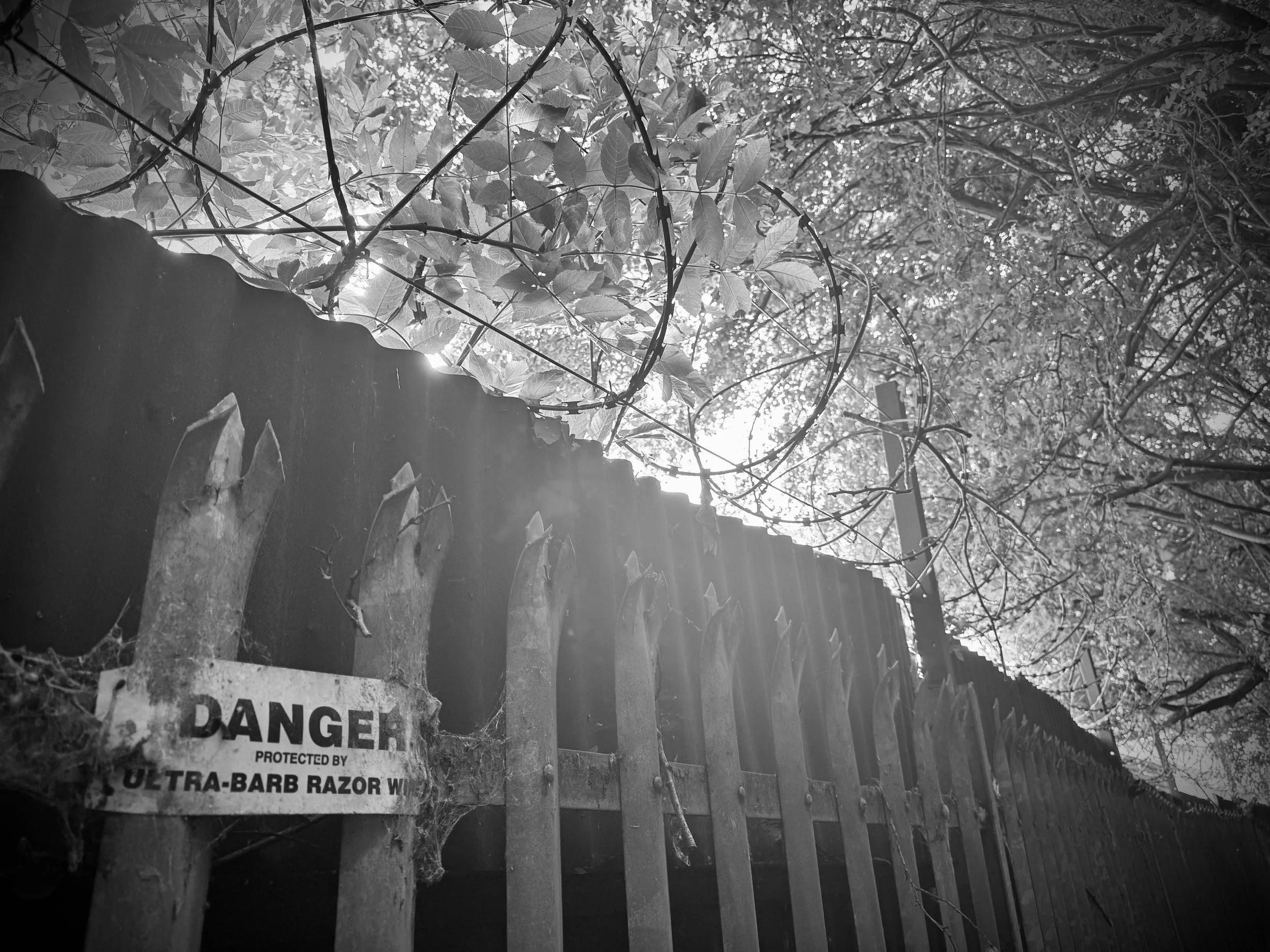 Monochrome image of a weathered fence tangled in overgrown foliage, sunlight breaking through the leaves and casting sharp contrast on a faded warning sign — a quiet tension between nature and decay.