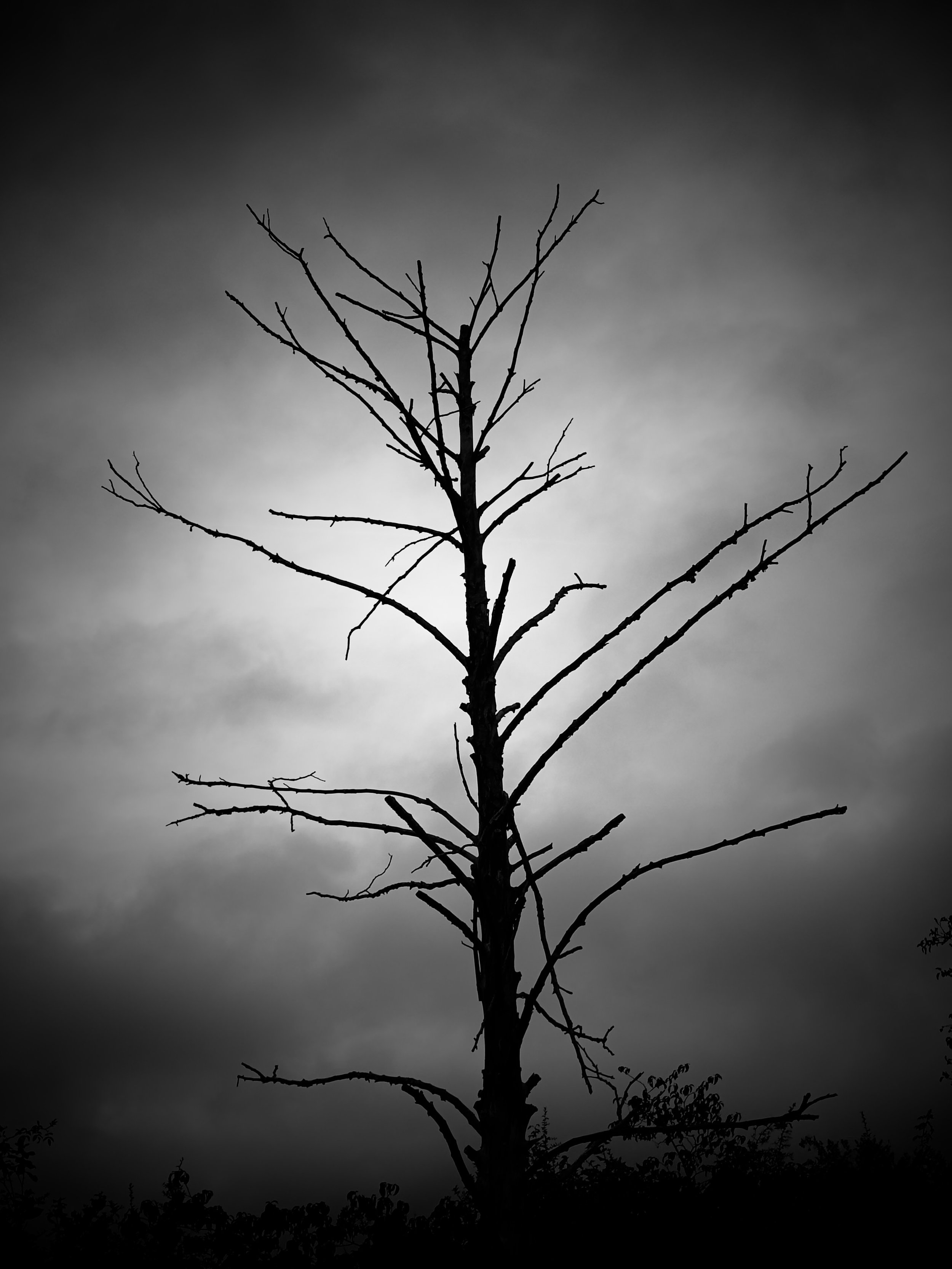 Black‑and‑white photograph of a tall, leafless tree silhouetted against a cloudy sky. The stark composition and skeletal branches create a haunting, atmospheric mood, reflecting Paul Arden’s introspective and cinematic visual style.