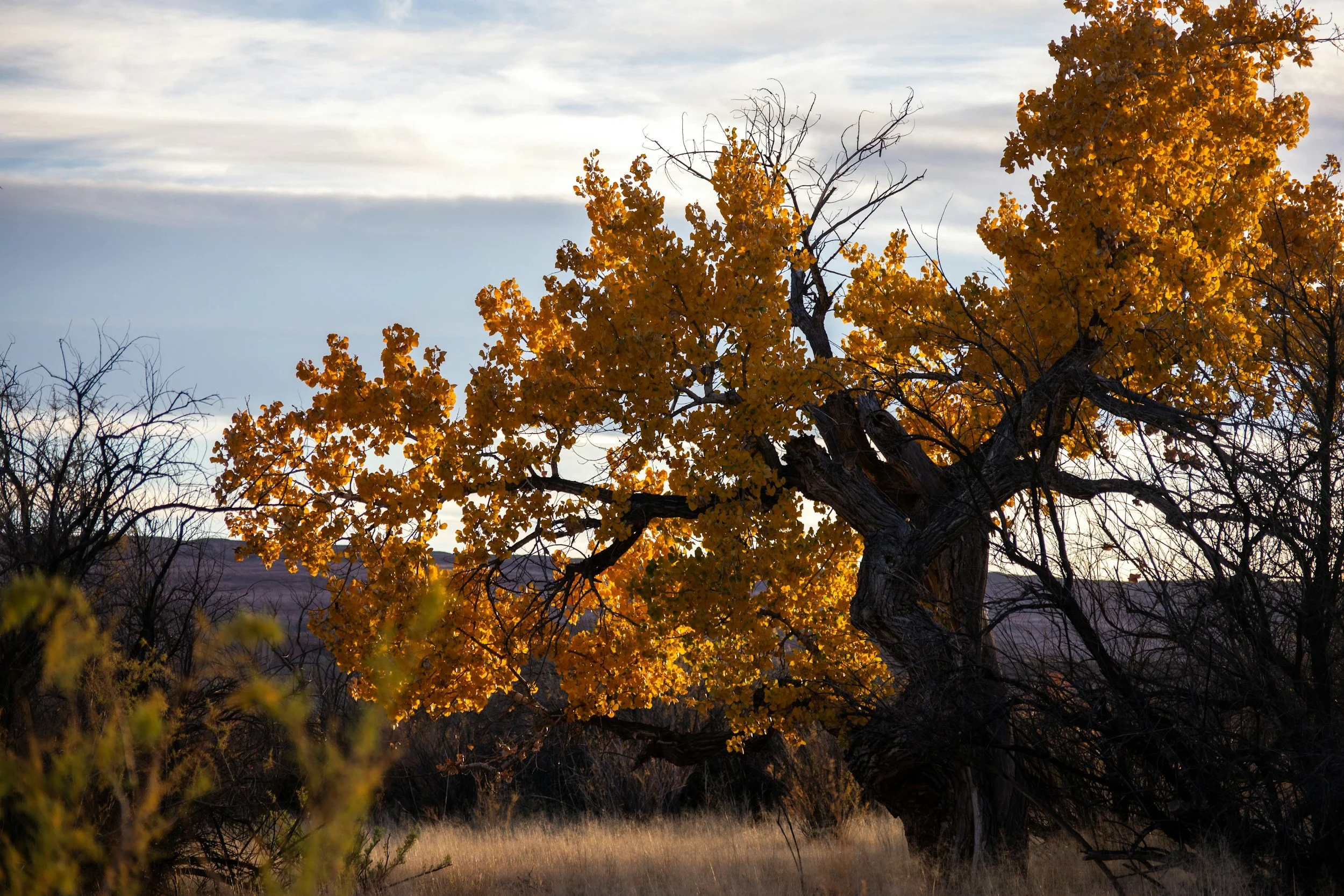 A large tree with yellow and orange fall foliage standing against a partly cloudy sky in a natural landscape.
