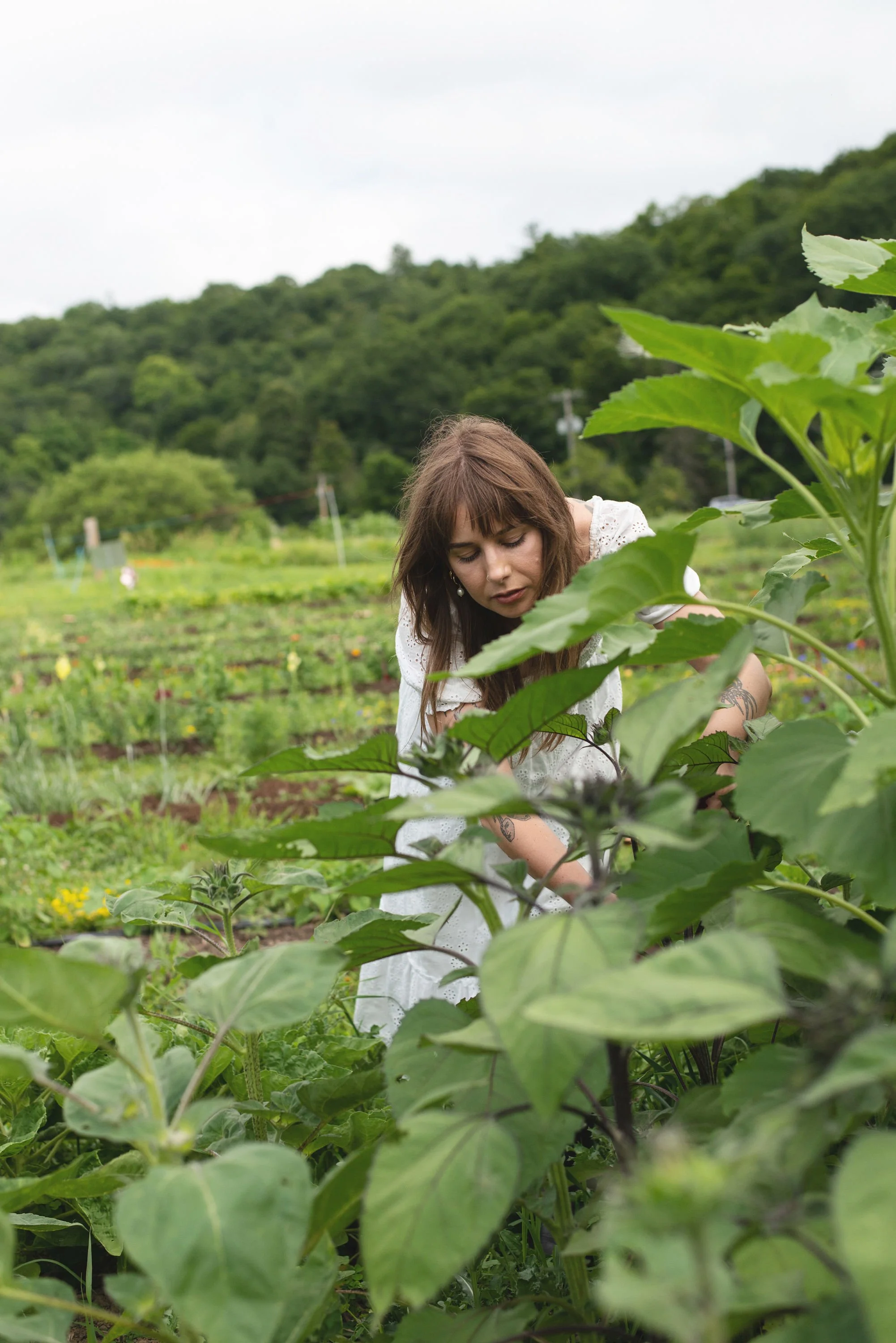 A woman with brown hair and a white dress tending to plants in a lush green garden with trees and hills in the background.