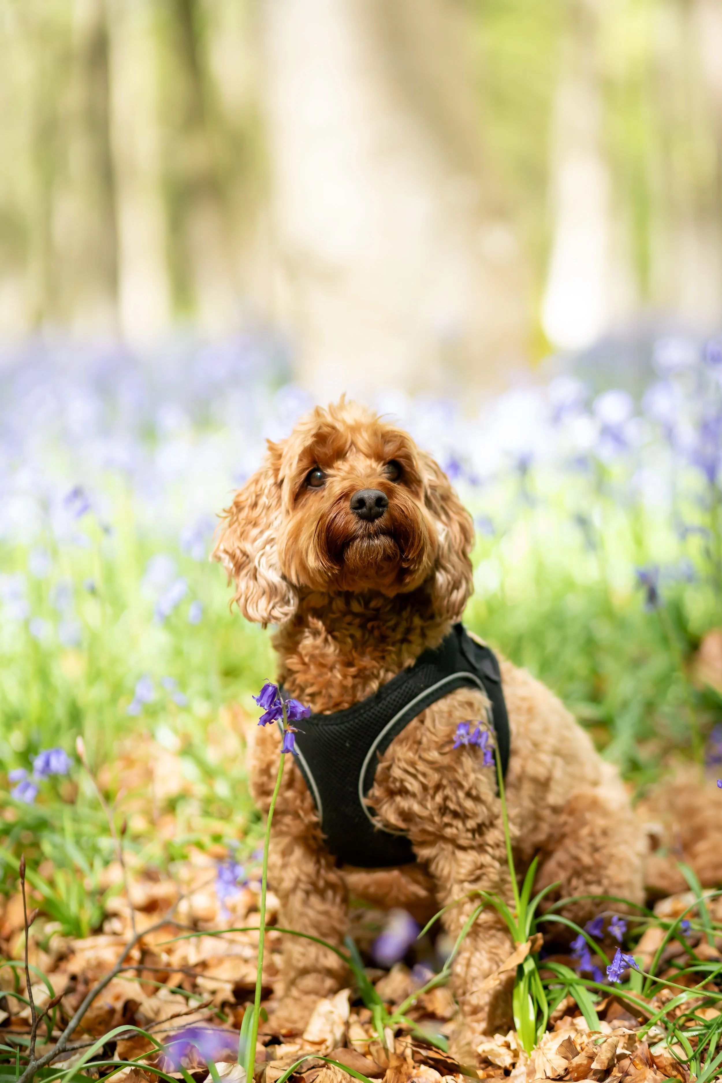 A brown poodle dog with curly fur wearing a black harness, sitting in a grassy field with purple flowers, trees, and sunlight in the background.