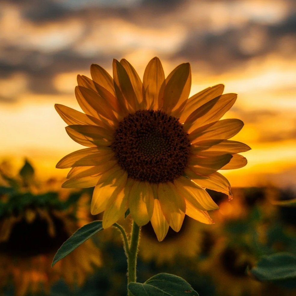 Crawford Sunflower Festival