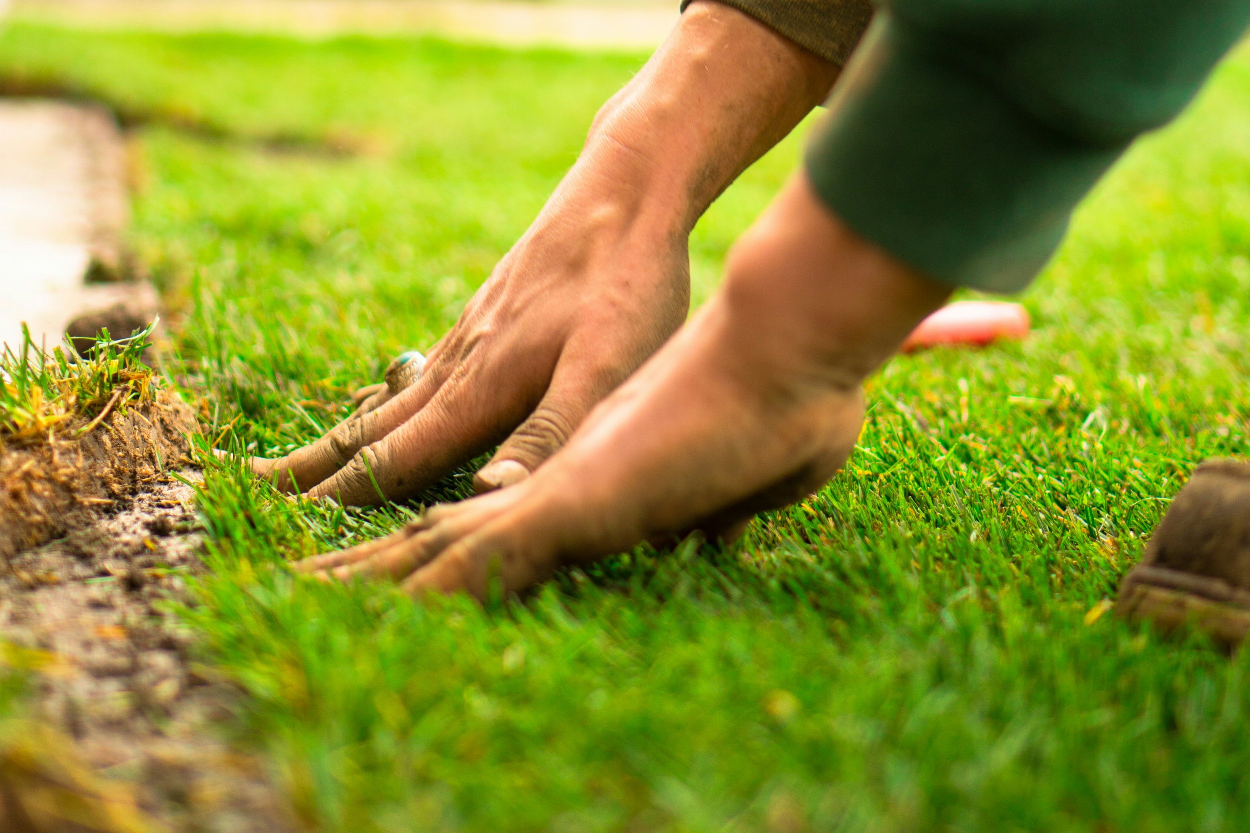 Close-up of a person's hand planting a small seedling into the ground on a grassy field.