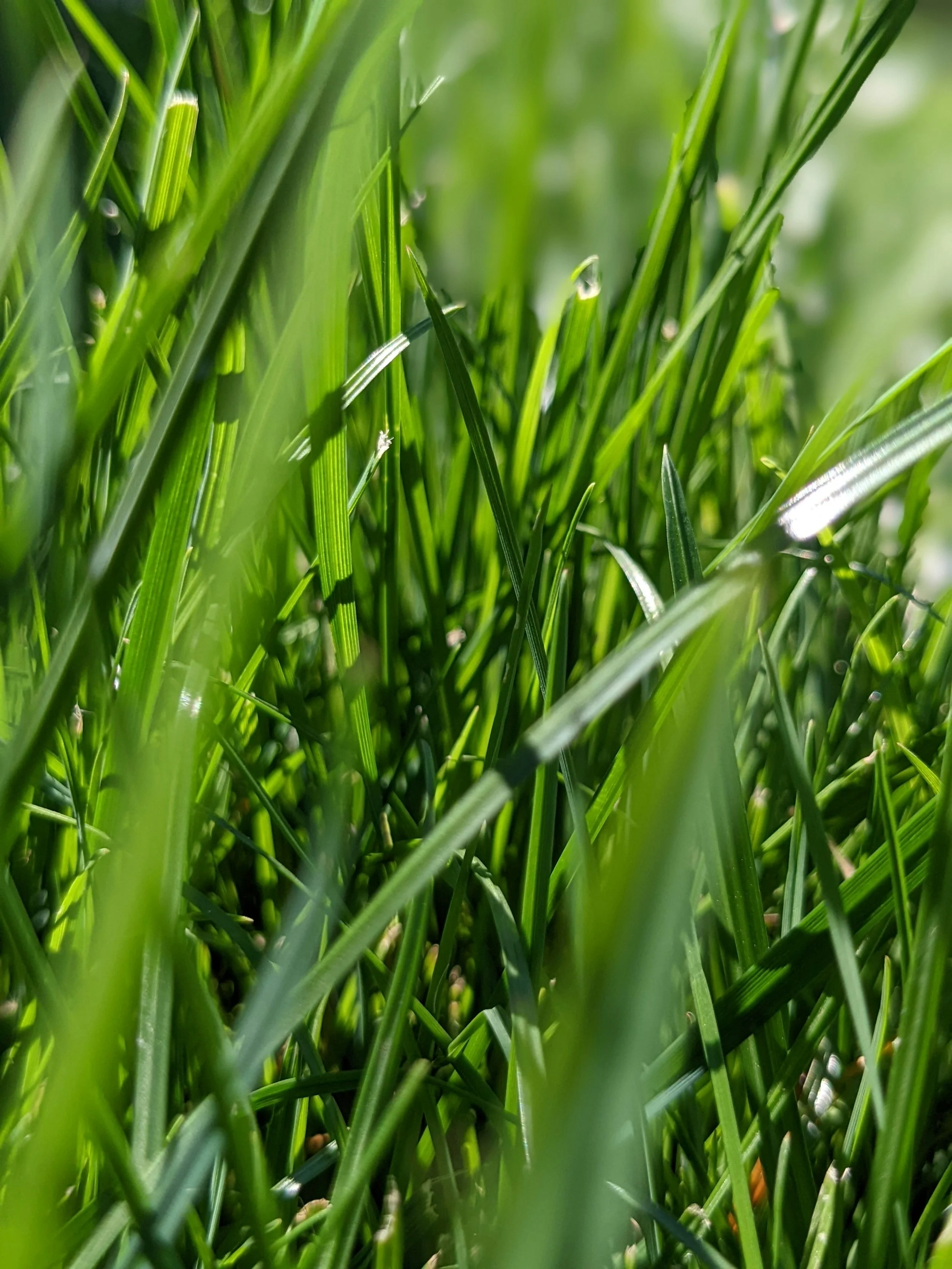 Close-up view of green grass blades, some overlapping, with sunlight reflecting off some blades.